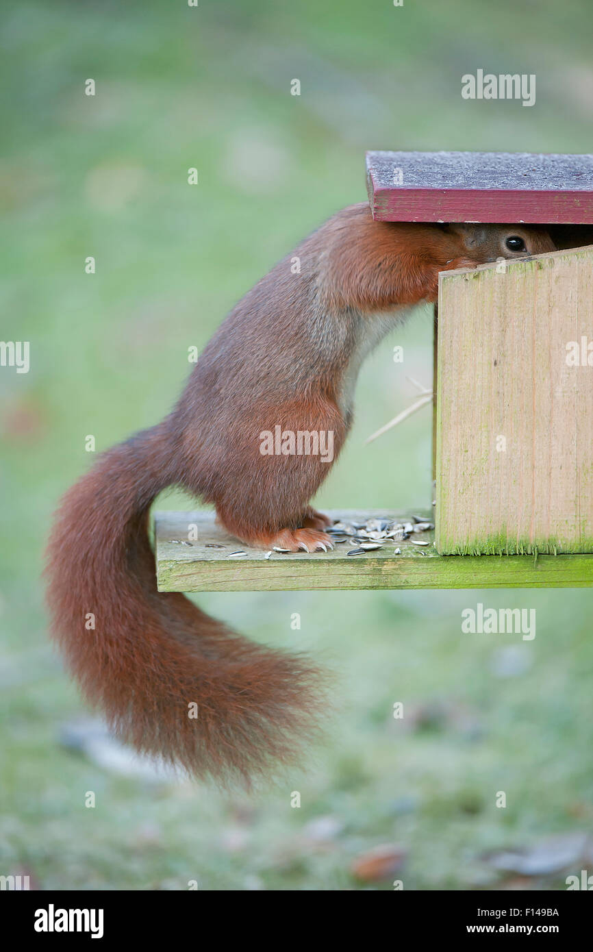 Red Squirrel Sciurus Vulgaris Feeding From Squirrel Feeder Stock