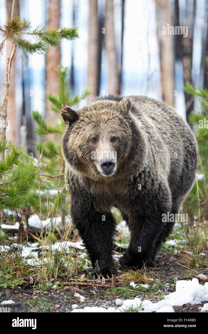 Grizzly bear (Ursus arctos horribilis) Wyoming, USA, September. Stock Photo