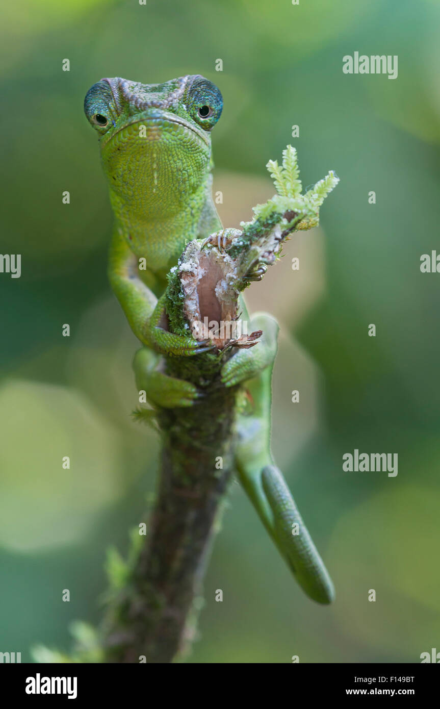 Amber mountain chameleon (Calumma amber) female walking along branch, Montagne d' Ambre NP, Madagascar Stock Photo