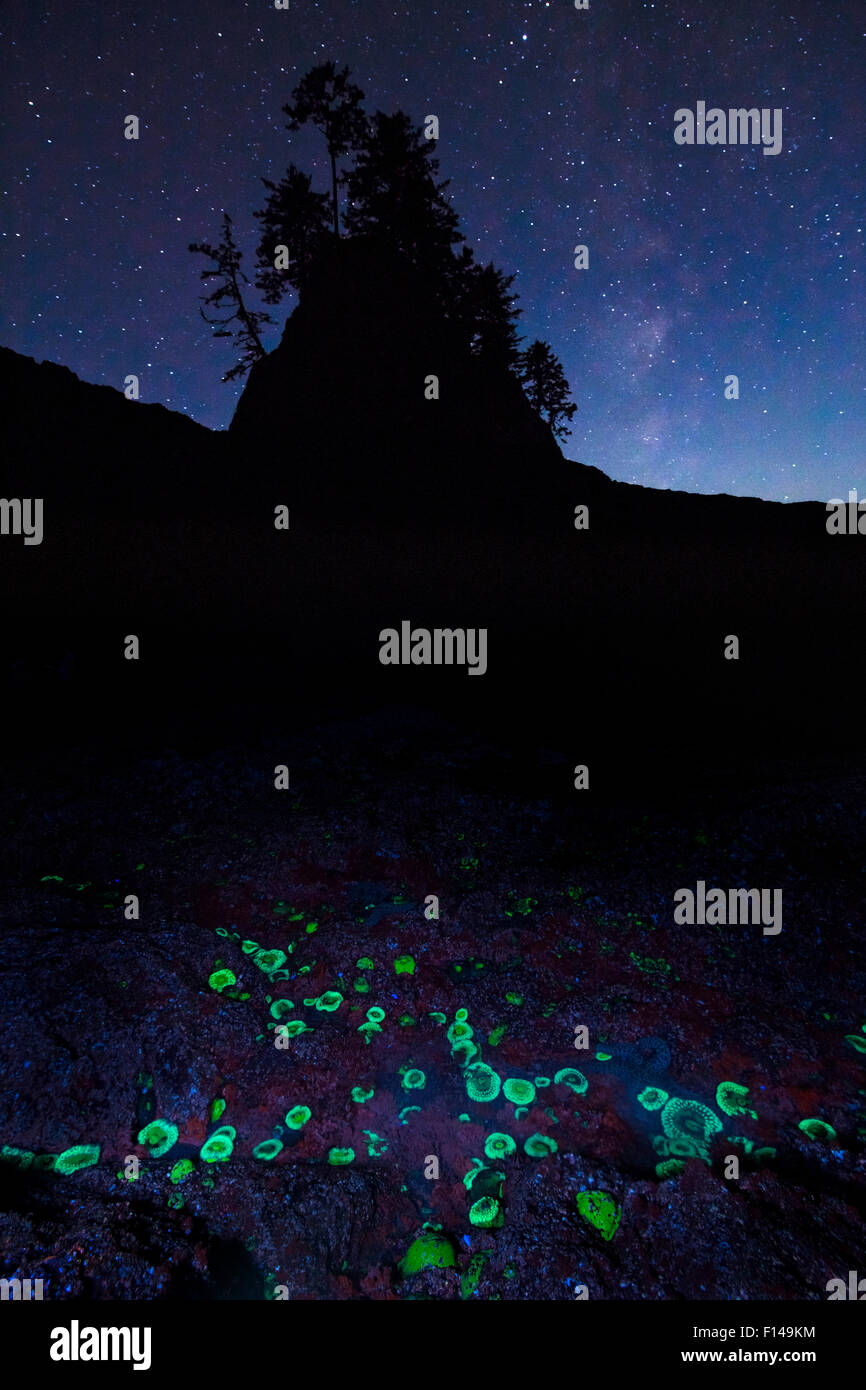 Green fluorescent proteins, naturally produced by sea anemones, emit green visible light under ultraviolet light seen here in their natural habitat under the stars on the coast of Olympic National Park, Washington, USA, October 2013. Stock Photo