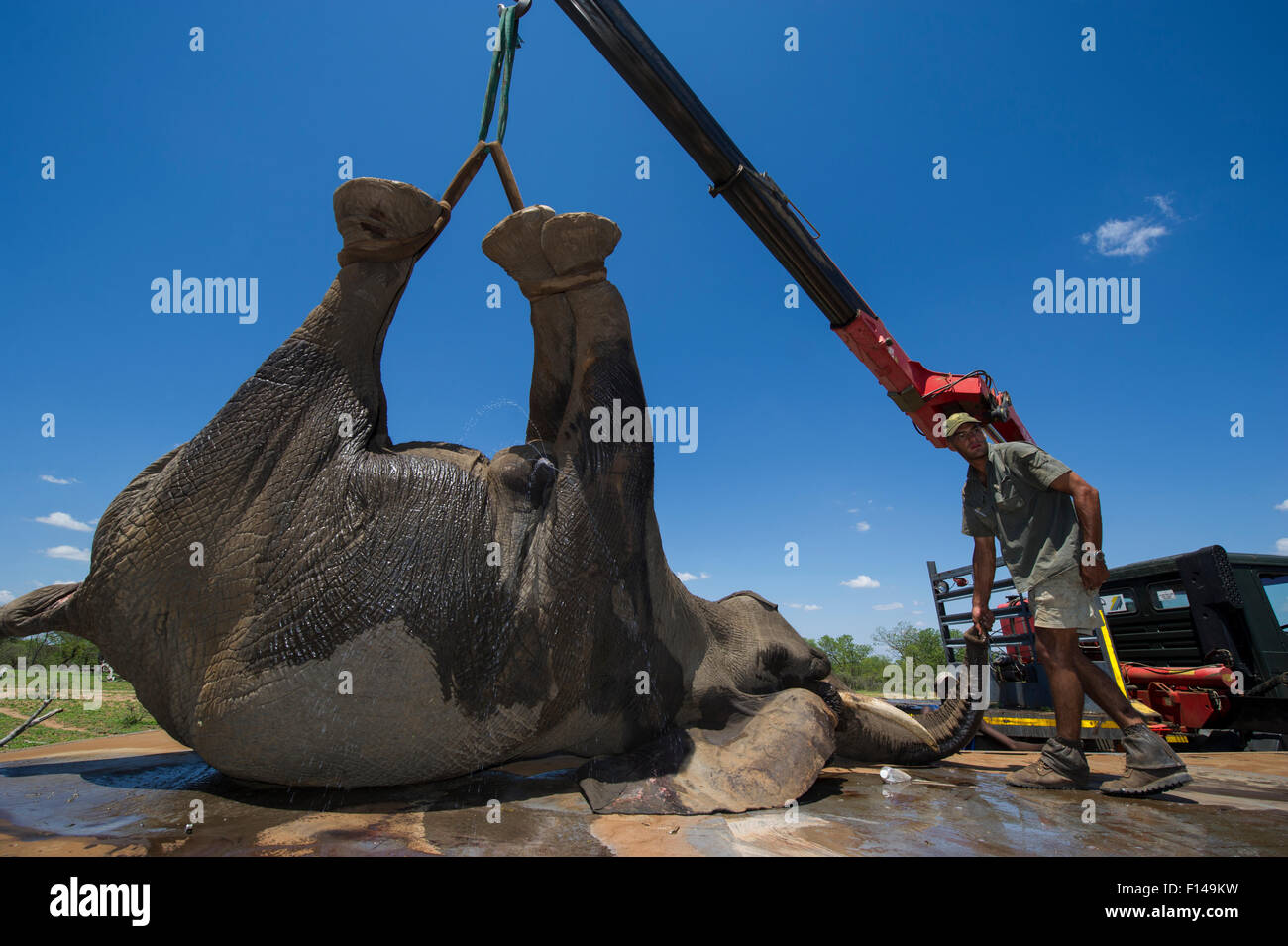 Team of people using crane to unload tranquillised Elephant (Loxodonta africana). The Elephants had been darted from a helicopter in order to be returned to the reserve they had escaped from. Zimbabwe, November 2013. Model released. Stock Photo
