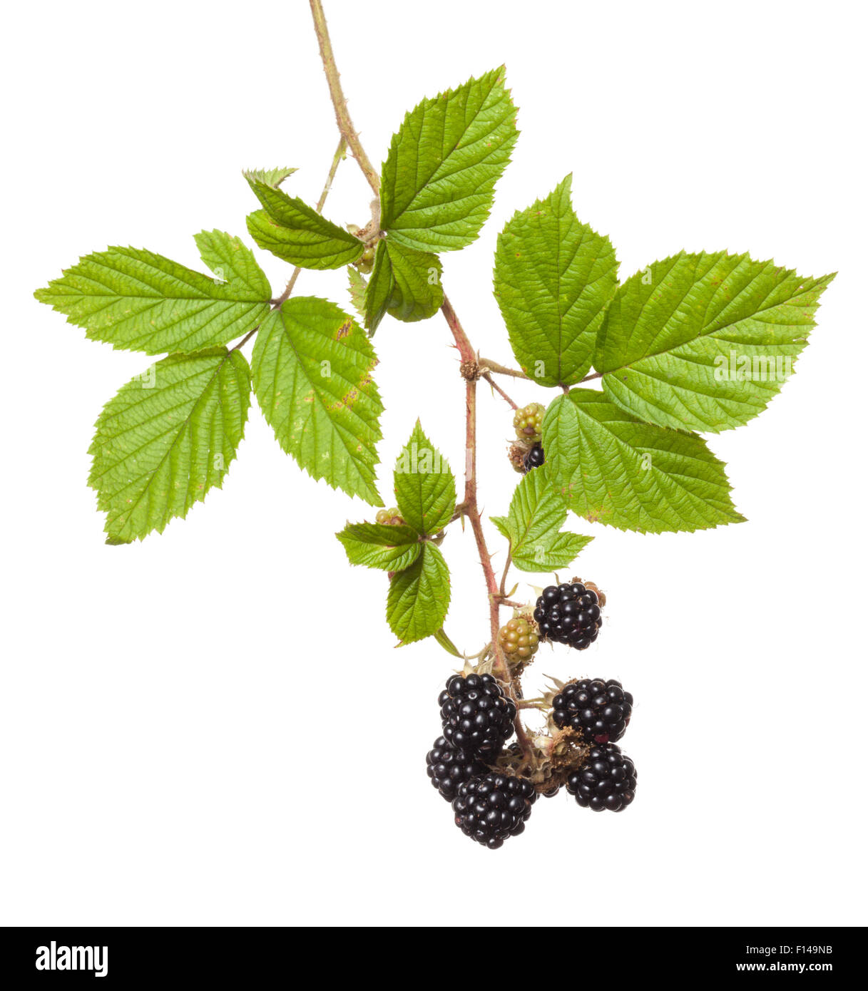 Ripe blackberries on Bramble (Rubus plicatus) photographed in mobile field studio against a white background. UK, September. Stock Photo