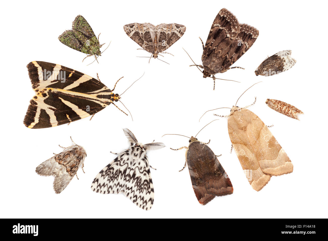 A selection of moths attracted to a Robinson moth trap, using a mercury vapour bulb. Clockwise from top left: Tree-lichen Beauty (Cryphia algae), Small Phoenix (Ecliptopera silaceata), Copper Underwing (Amphipyra pyramidea),  Birch Marble (Apotomis betule Stock Photo