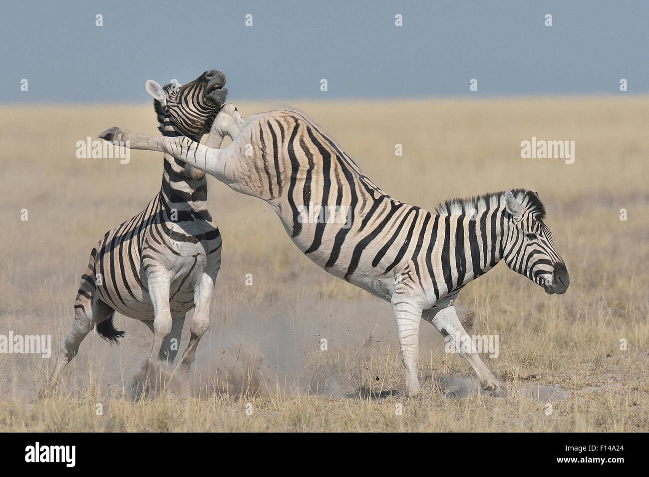 Two Burchell's / Plains zebra (Equus quagga / burchelli) one kicking