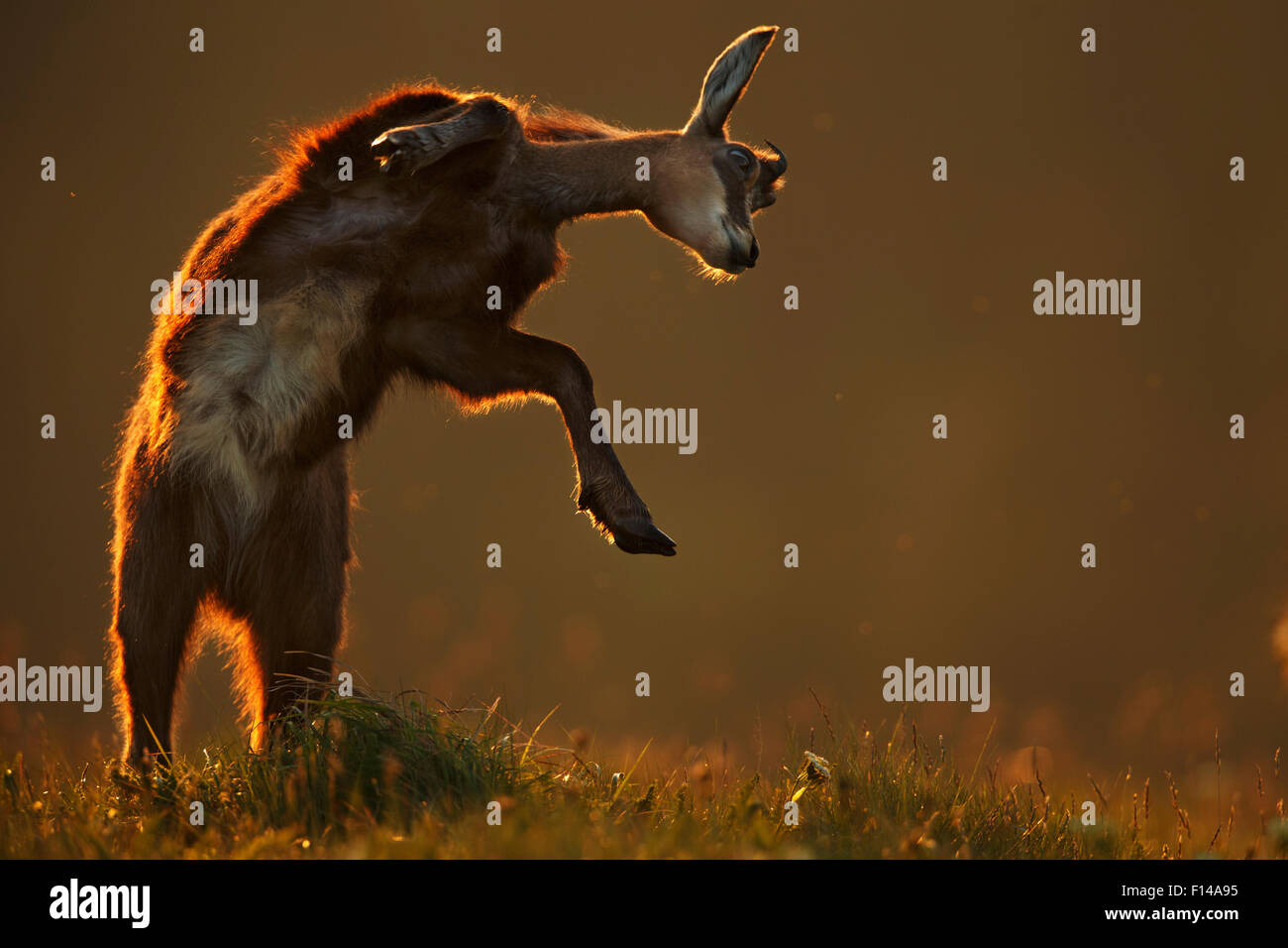 Chamois (Rupicapra rupicapra) jumping, Vosges Mountains, France. Nominated in the Melvita Nature Images Awards competition 2014. Stock Photo