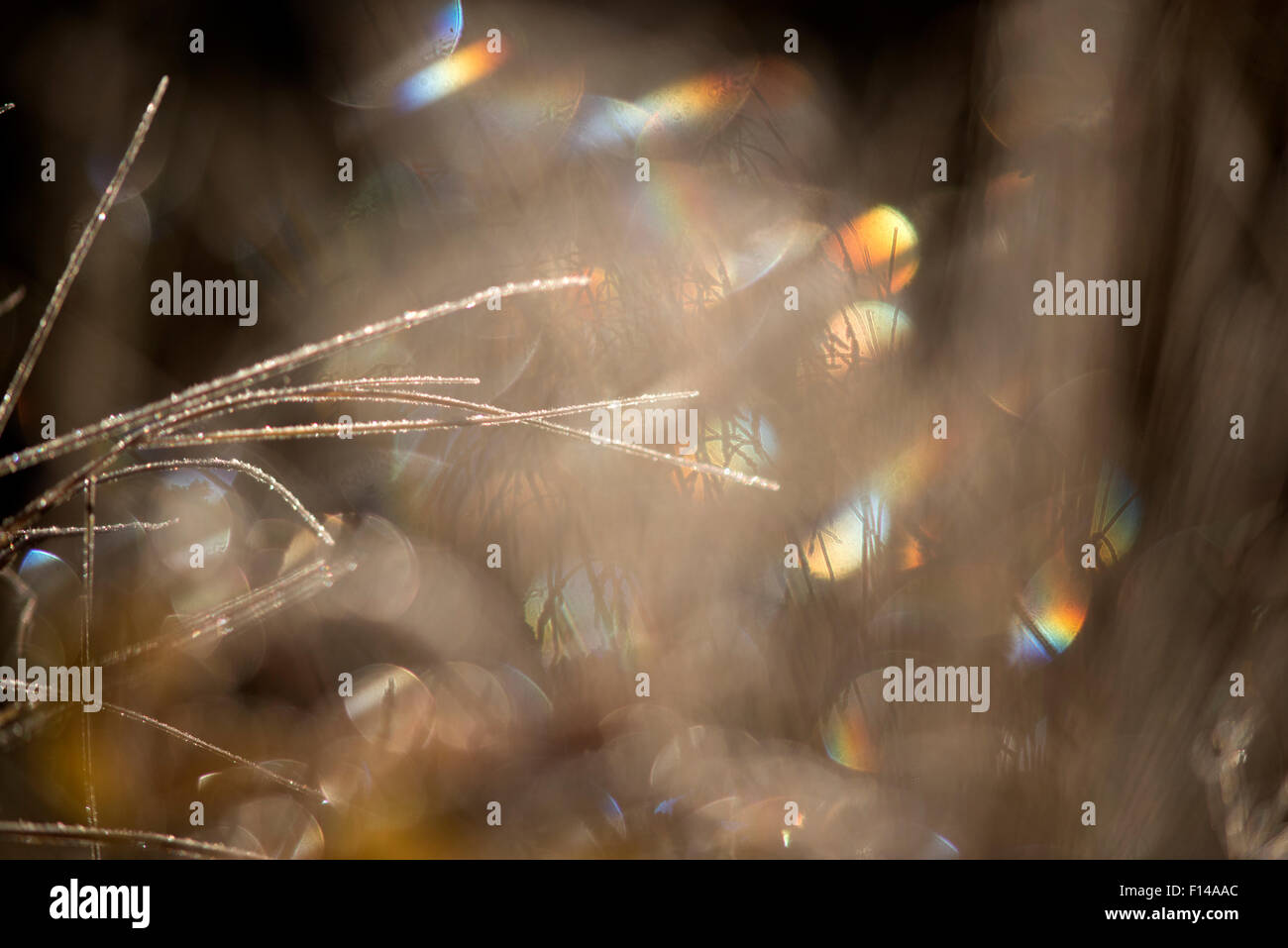 Rainbow colours in bokeh effect from ice on grasses,  Norway, October. Stock Photo