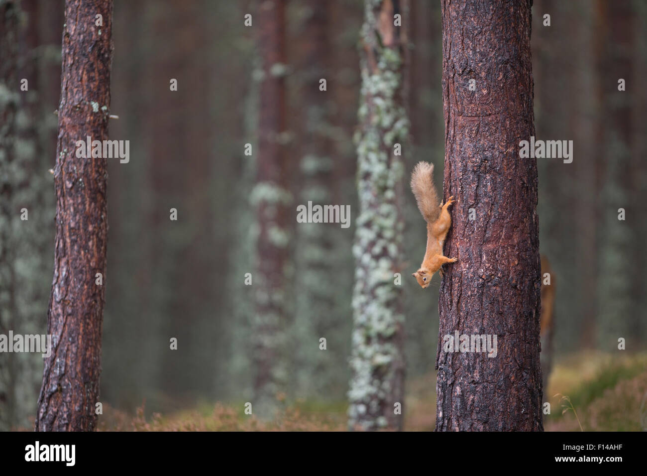 Red squirrel (Sciurus vulgaris) foraging in forest, climbing down tree trunk, Cairngorms National Park, Scotland, October. Stock Photo