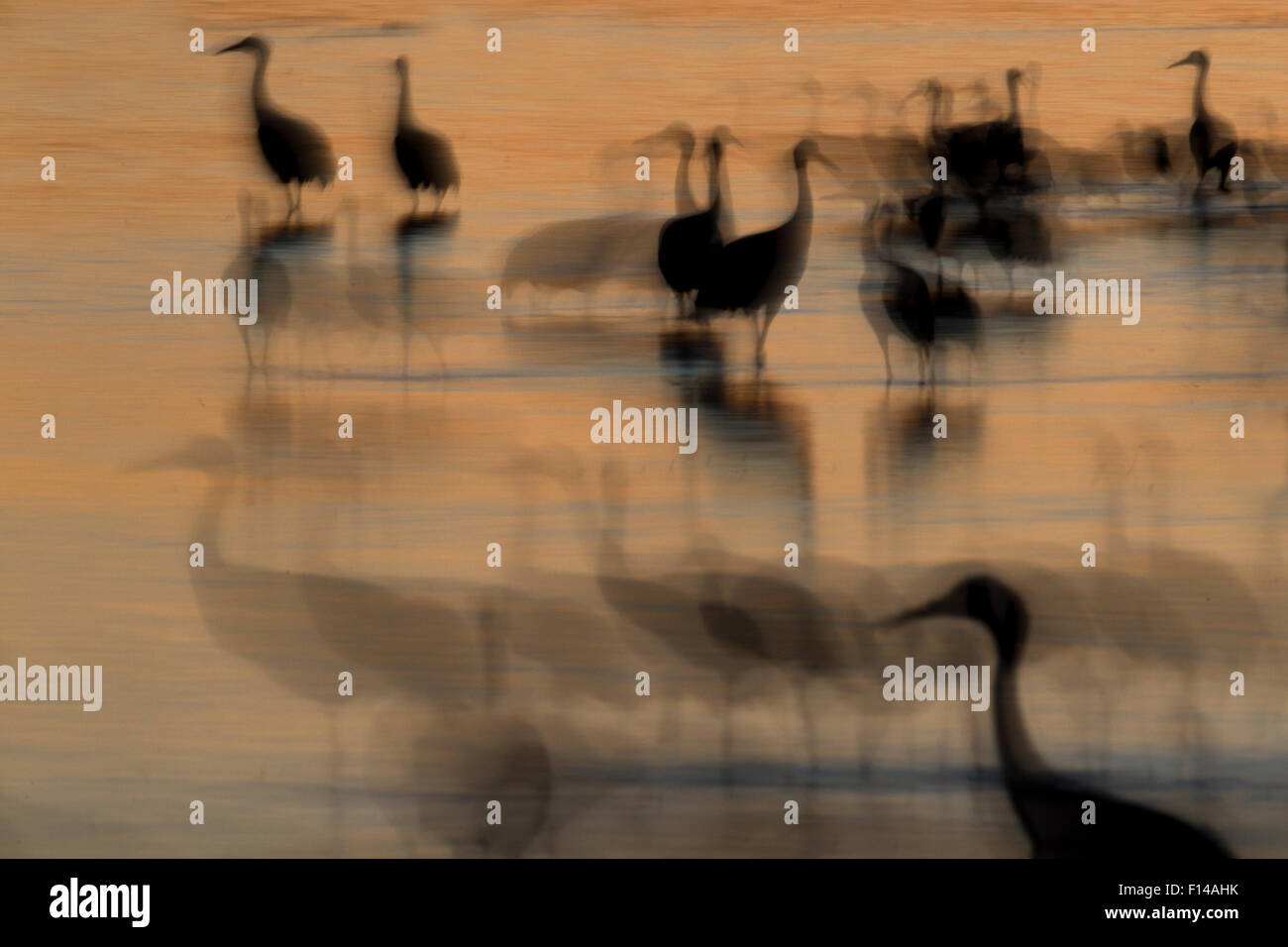 Sandhill Cranes (Grus canadensis) at roosting site at dusk, Bosque del Apache, New Mexico, USA, December. Stock Photo