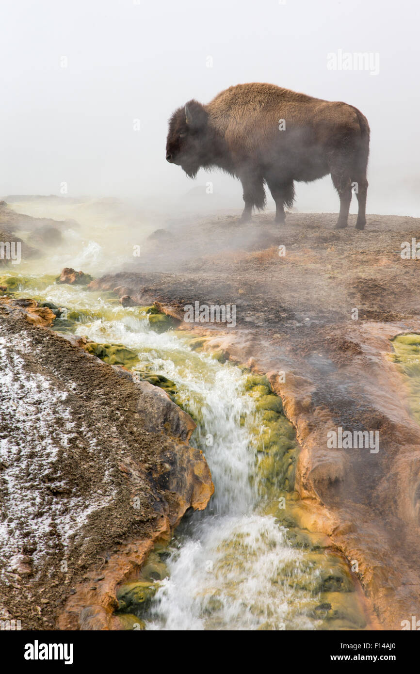 Bison (Bison bison) standing steam from geothermal springs, Yellowstone National Park, Wyoming, USA, February. Stock Photo
