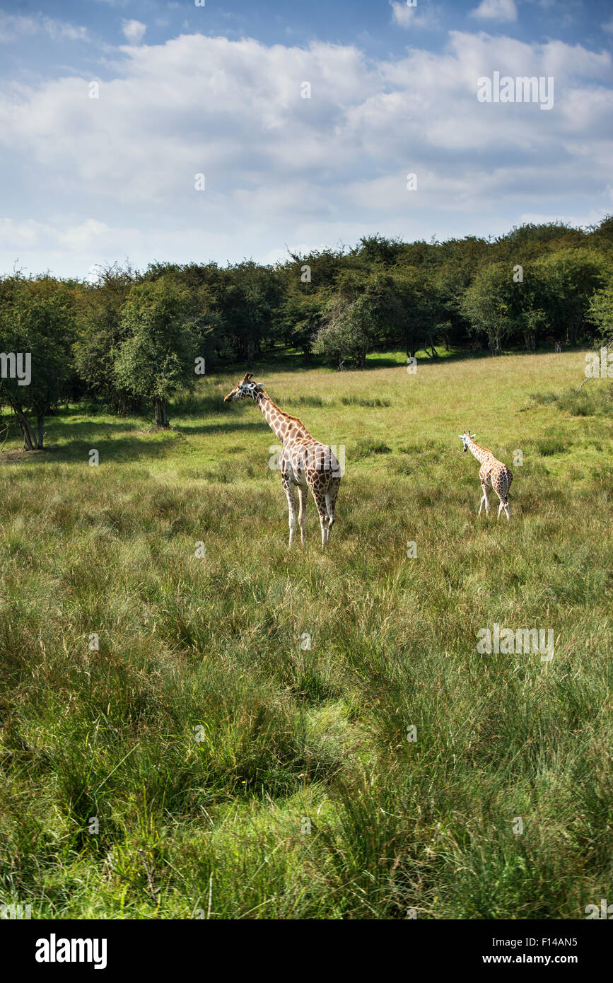 Giraffes Running High Resolution Stock Photography and Images - Alamy