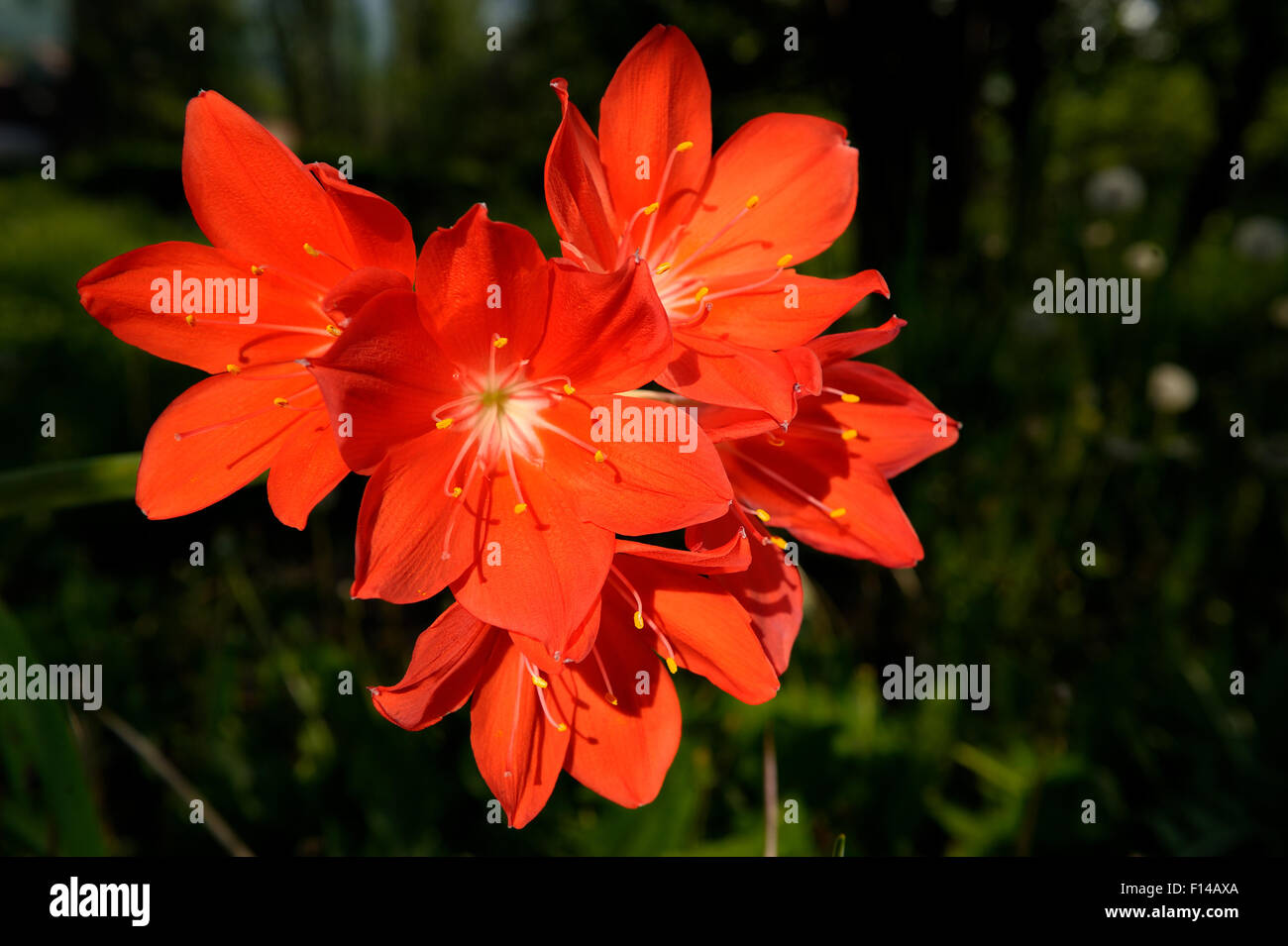 Red flowers of amaryllis. Stock Photo