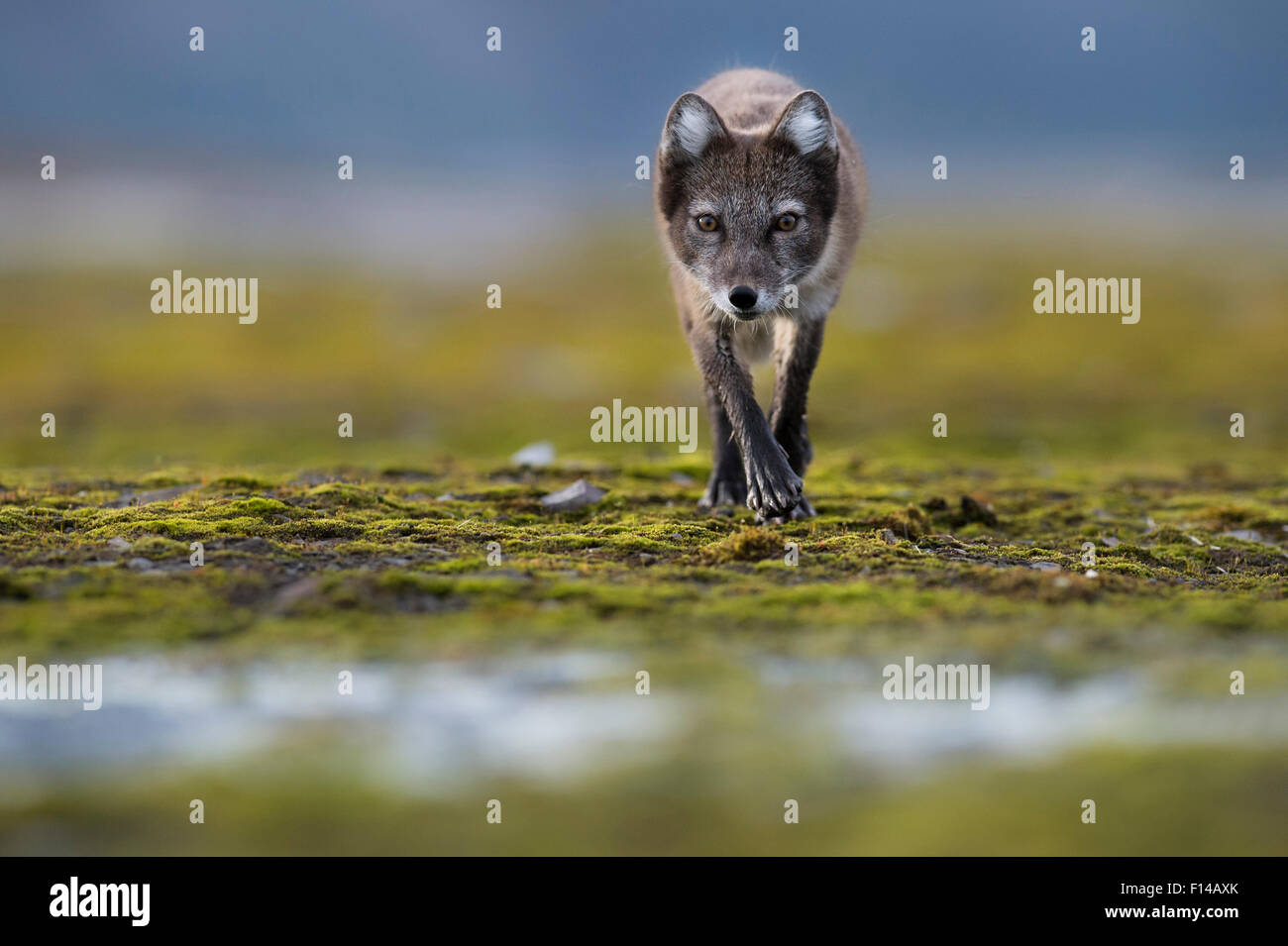 Arctic fox (Vulpes lagopus) searching for food near water, Spitsbergen, Svalbard, Norway, July. Stock Photo