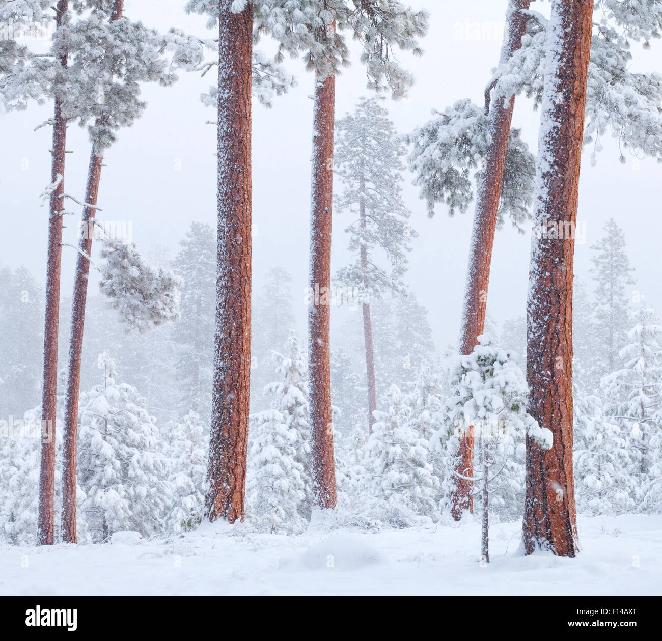 Ponderosa pines (Pinus ponderosa) in winter snow, near Sisters, Oregon