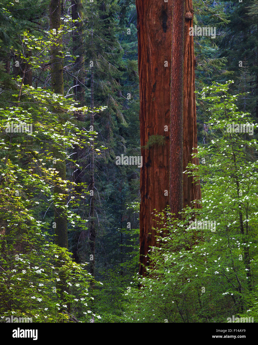 Pacific Dogwood Tree (Cornus nuttallii) and Giant Sequoia (Sequoiadendron giganteum), Sequoia / Kings Canyon National Park, California, USA. Stock Photo