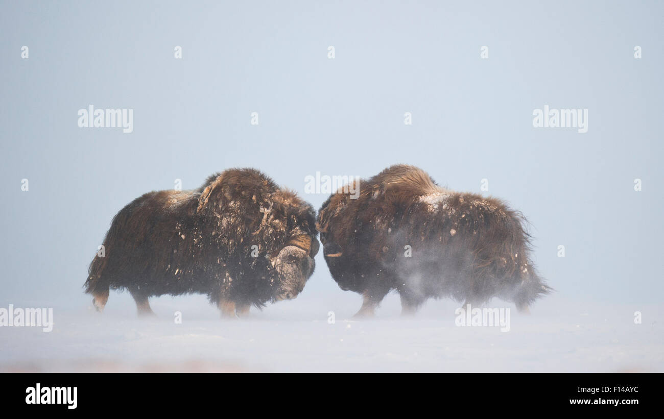 Two Muskox (Ovibos moschatus) bulls headbutting, Dovrefjell - Sunndalsfjella National Park, Norway, January. Stock Photo