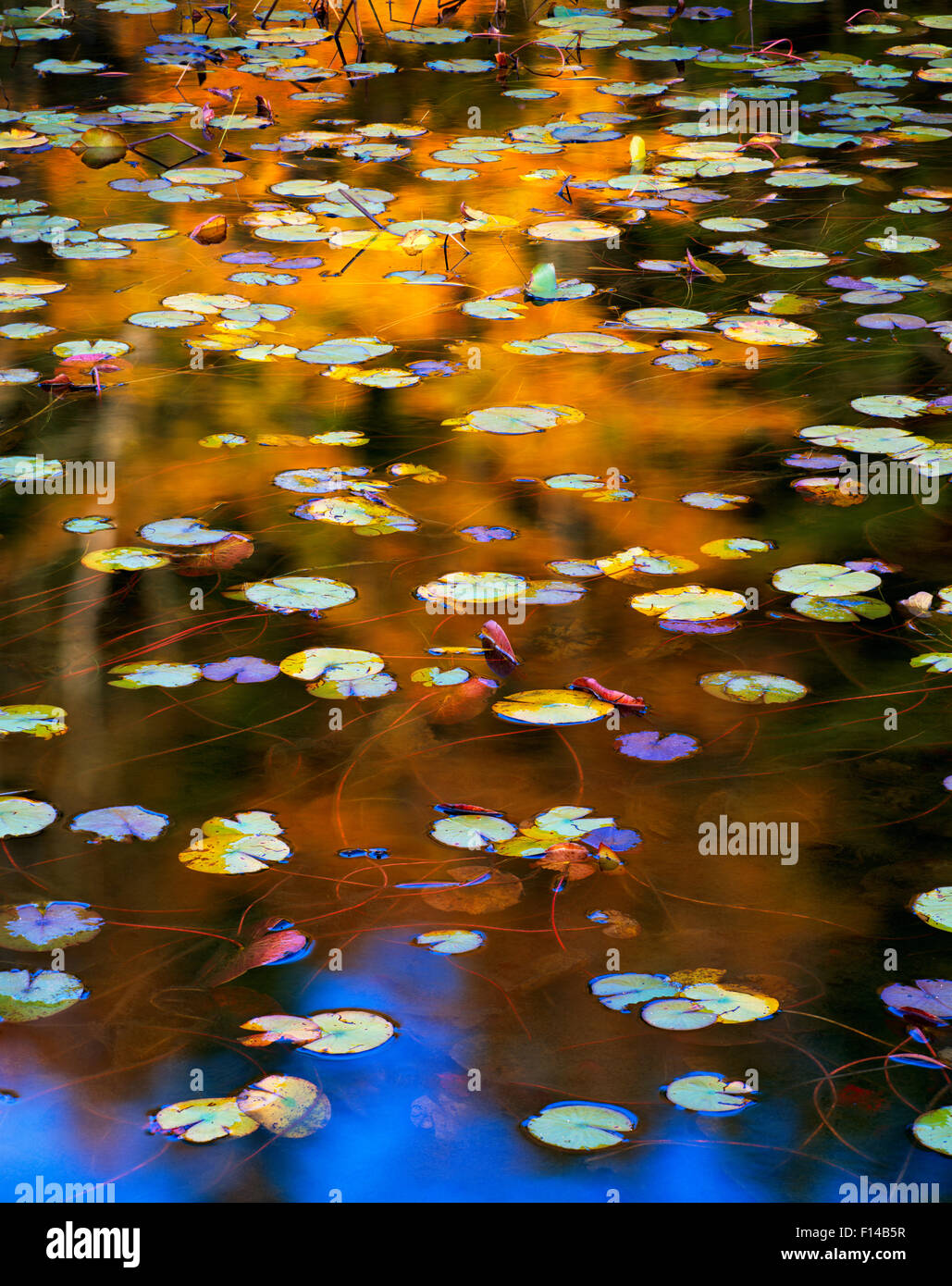 Water lily (Nuphar variegatum) leaves, Seal Cove Pond, Acadia National