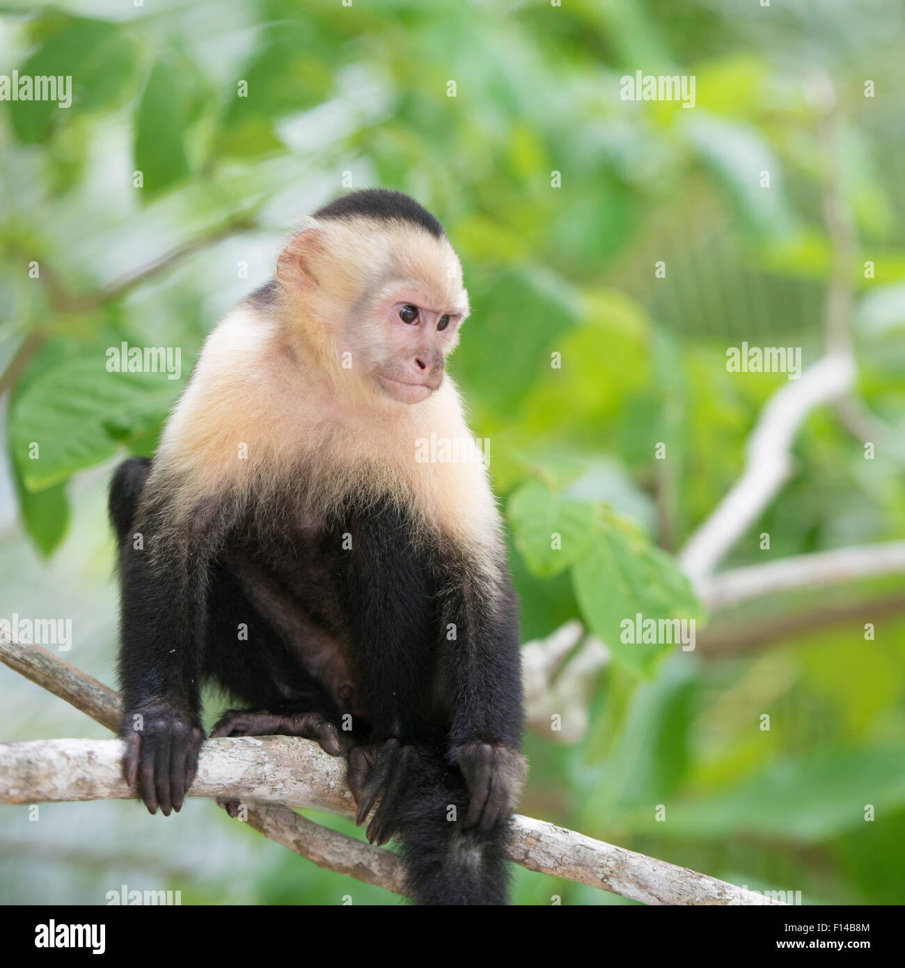 Gracile Capuchin Monkey in a costa Rica tropical forest lying on a tree branch. Stock Photo