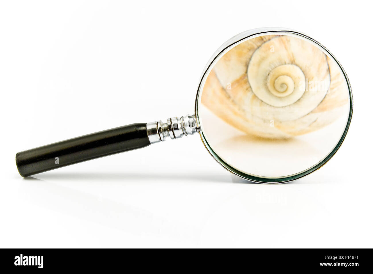 Magnifier in front of a Spiral Shell isolated on white Stock Photo