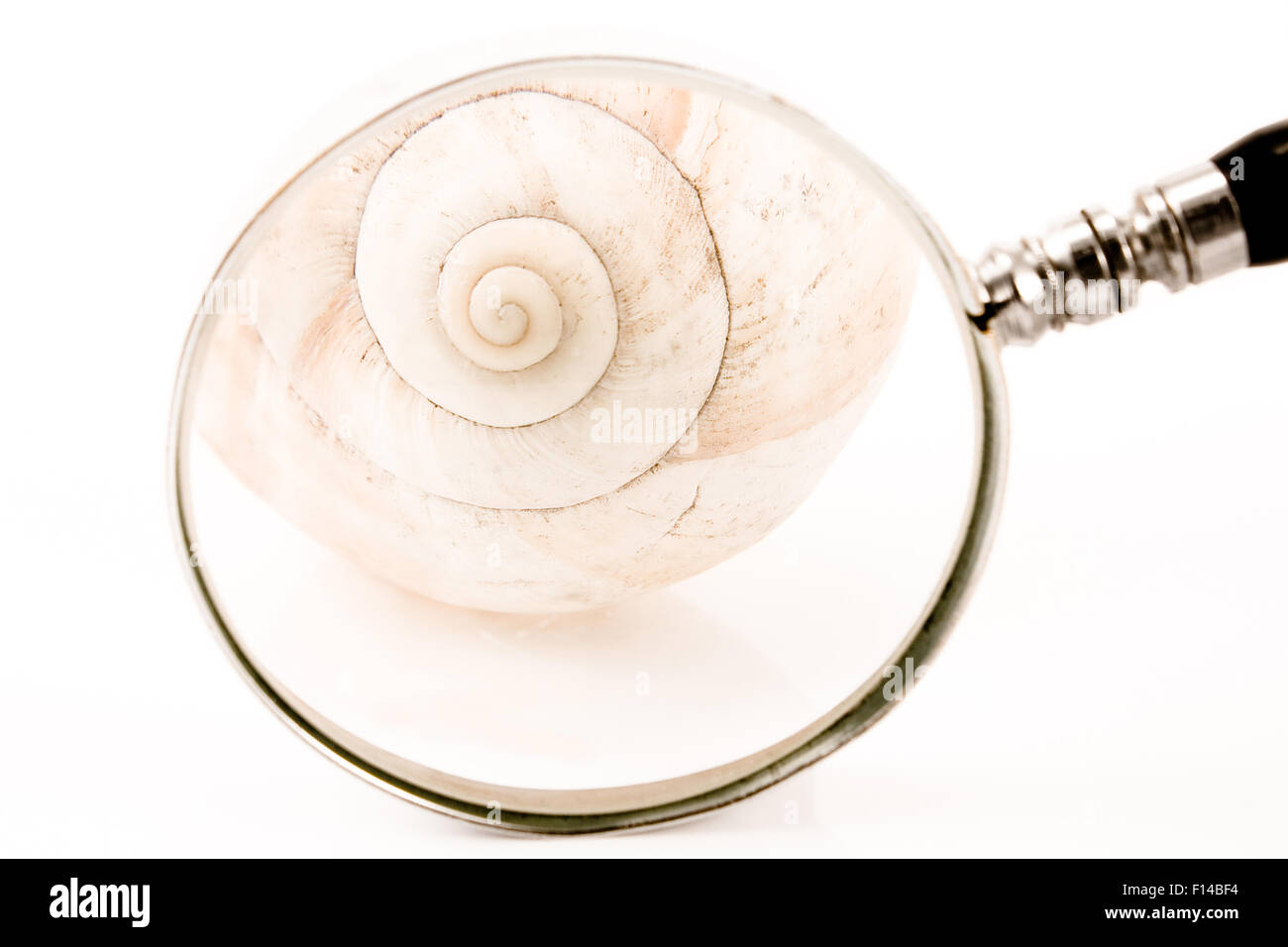 Spiral Shell in front of magnifier isolated on white Stock Photo