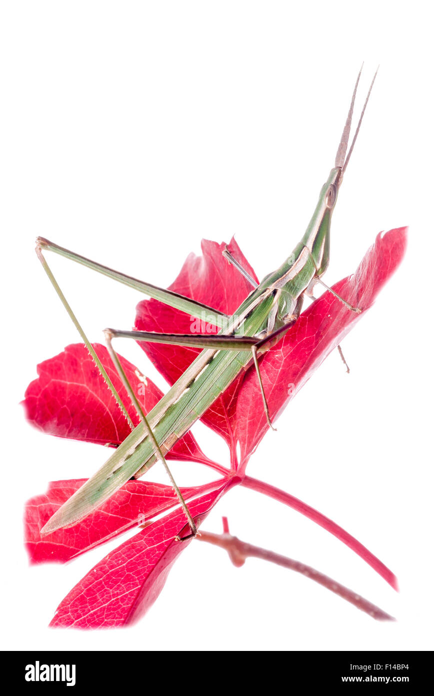 Pointed-nose grasshopper (Acrida ungarica) on flower, Orvieto, Umbria, Italy, October. Stock Photo