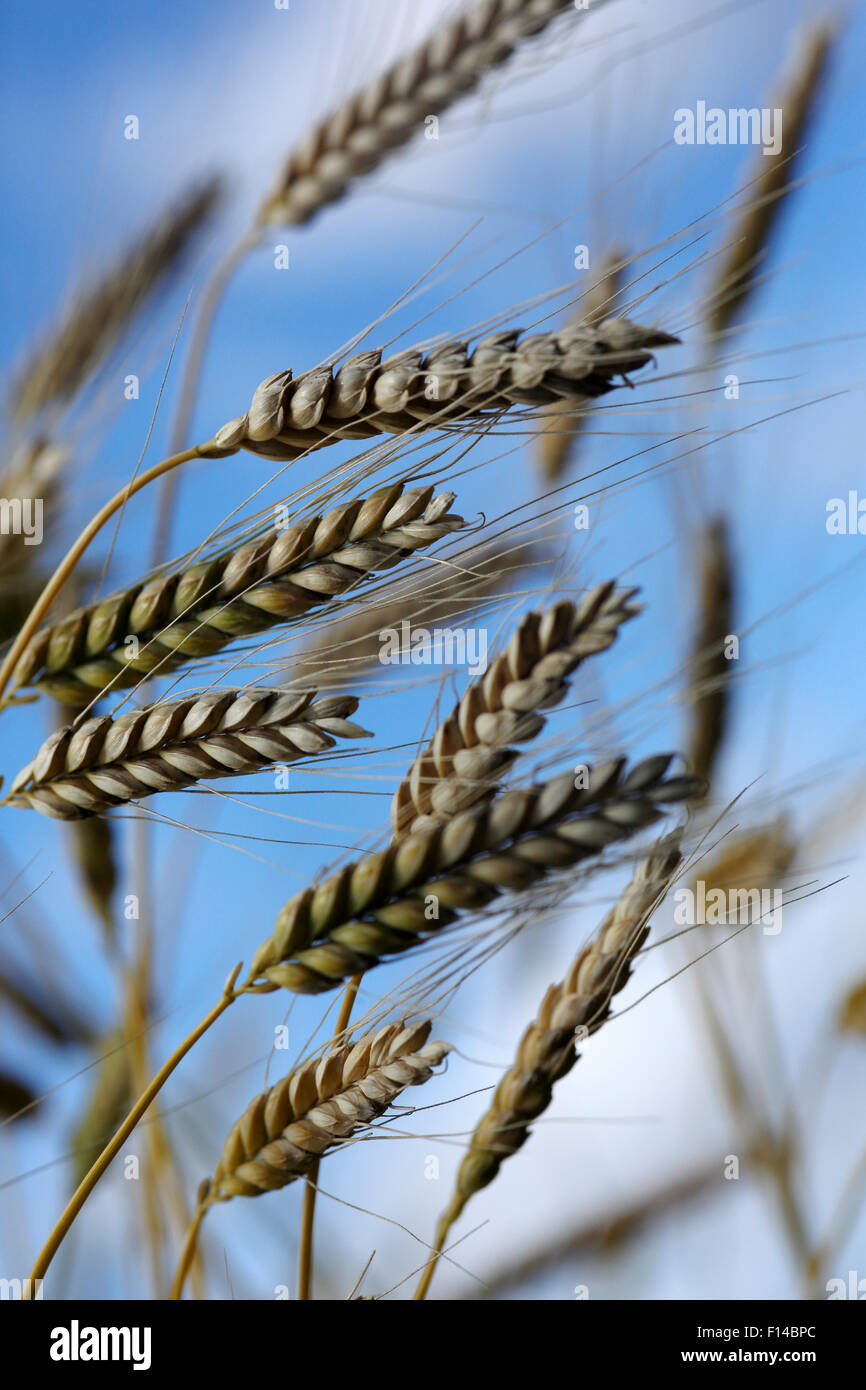 Emmer wheat (Triticum dicoccum) one of the first domesticated wheat species. Stock Photo