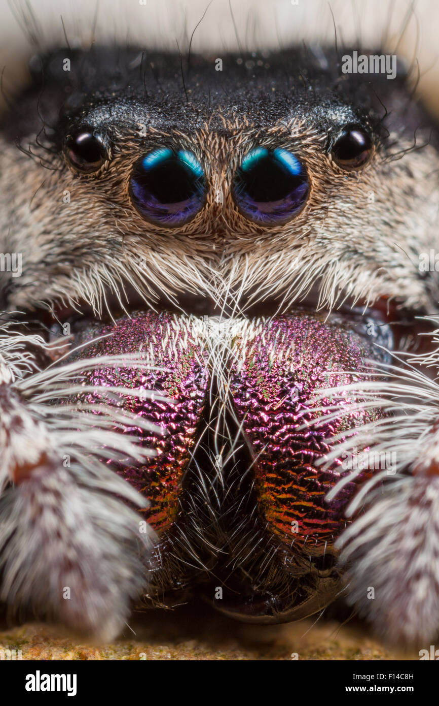 Regal Jumping Spider (Phidippus regius) female. Captive, occurs in North America. Stock Photo