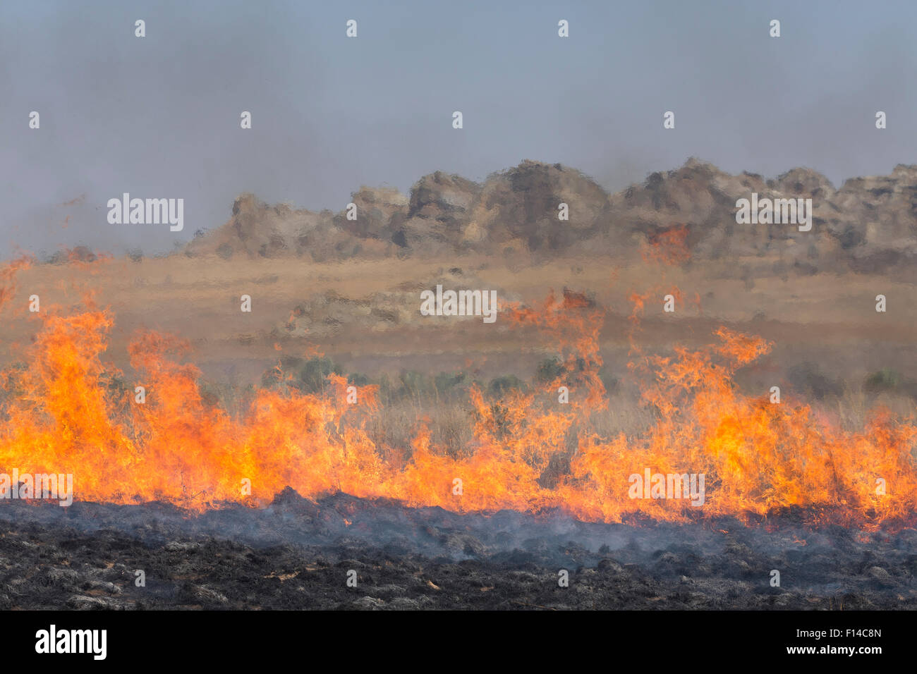 Fire set by farmer to kill migrating locusts (Locusta migratoria capito). Very often the fire gets out of control and destroys many hectares of grassland. Near Isalo National Park, Madagascar. August 2013. Stock Photo