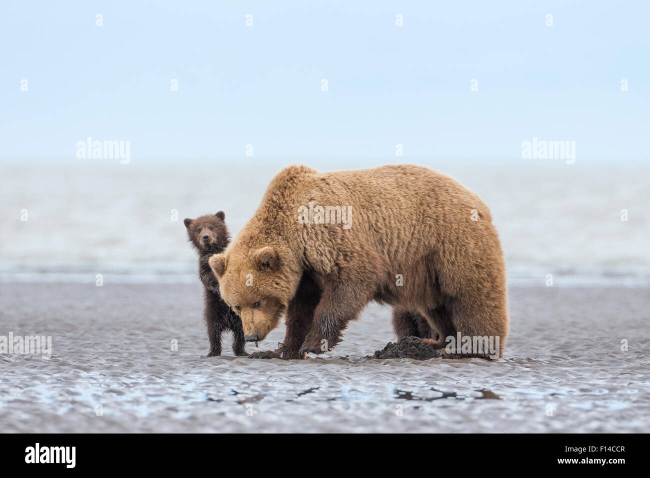 Grizzly Bear / Coastal Brown Bear (Ursus arctos horribilis) mother with spring cub digging for clams on tidal flats, Lake Clark National Park, Alaska, USA. June. Stock Photo