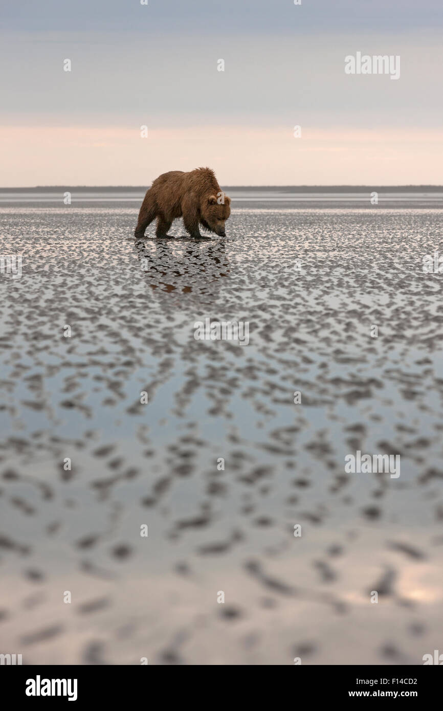 Grizzly Bear / Coastal Brown Bear (Ursus arctos horribilis) searching for clams on tidal flats, Lake Clark National Park, Alaska, USA, June. Stock Photo