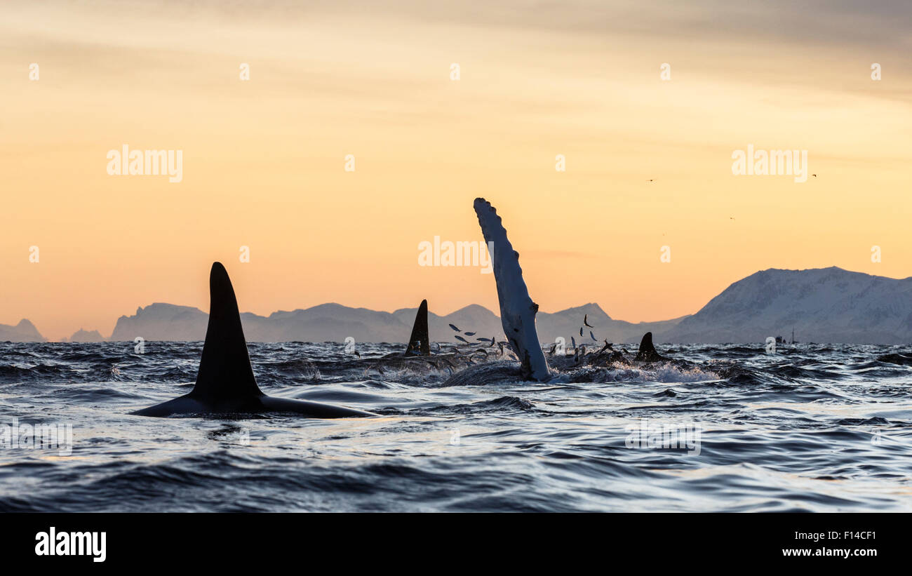 Humpback whales (Megaptera novaeangliae) and killer whales / orcas (Orcinus orca) feeding on herring (Clupea harengus). Andfjorden, close to Andoya, Nordland, Northern Norway. January. Stock Photo