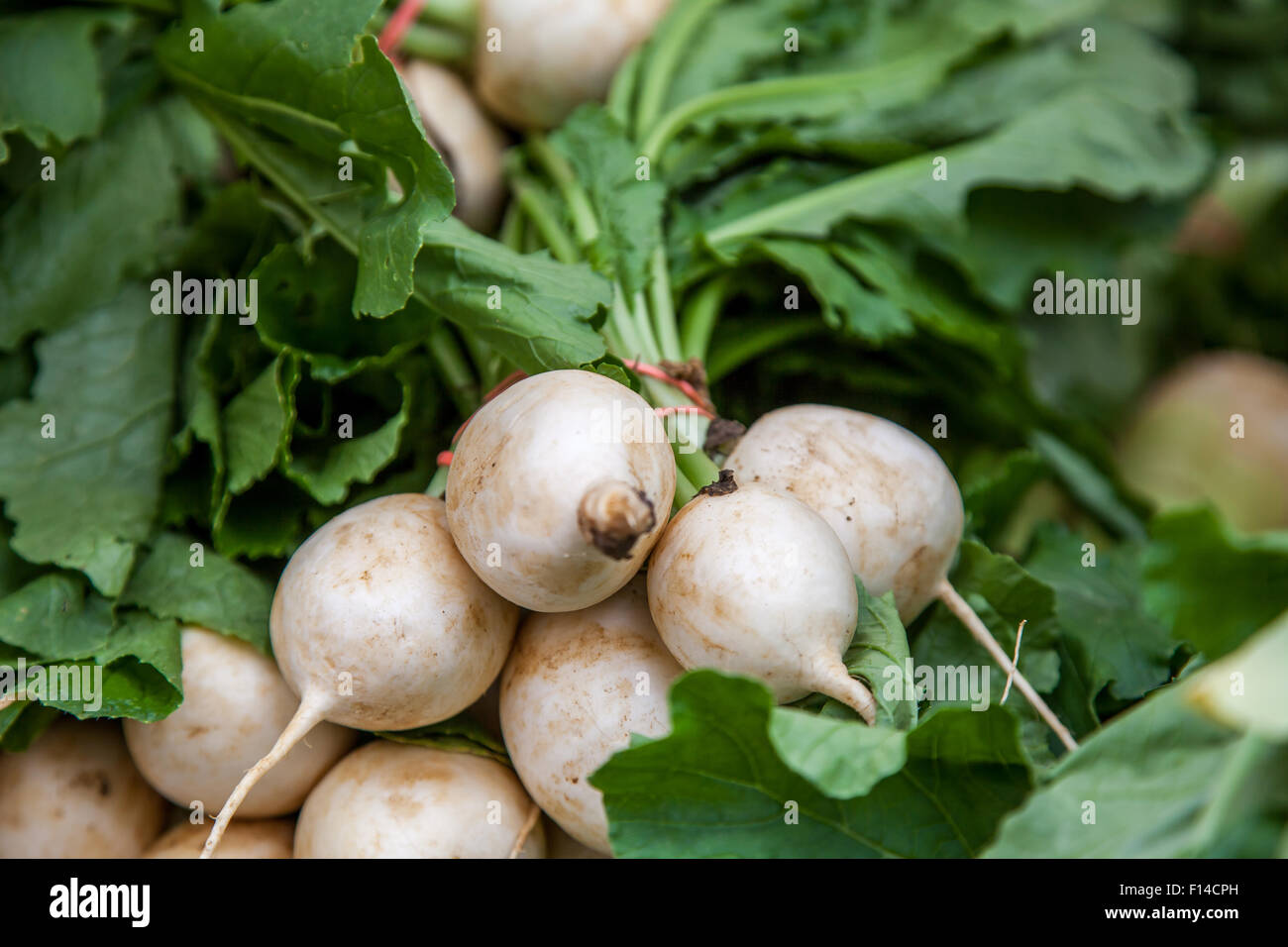 Fresh white turnip offered at market stall Stock Photo