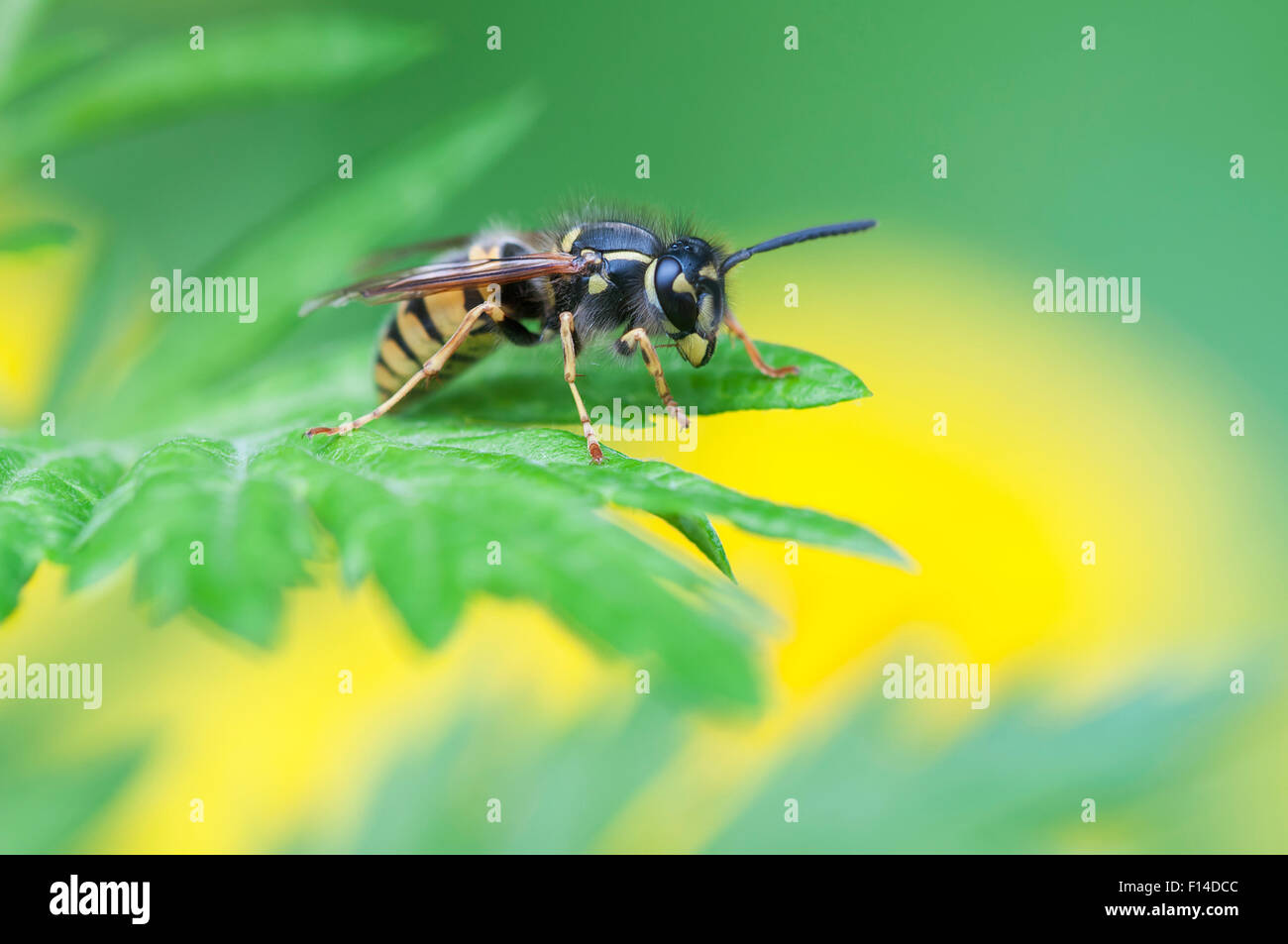 Common wasp (Vespula vulgaris) Peerdsbos, Brasschaat, Belgium, July. Stock Photo
