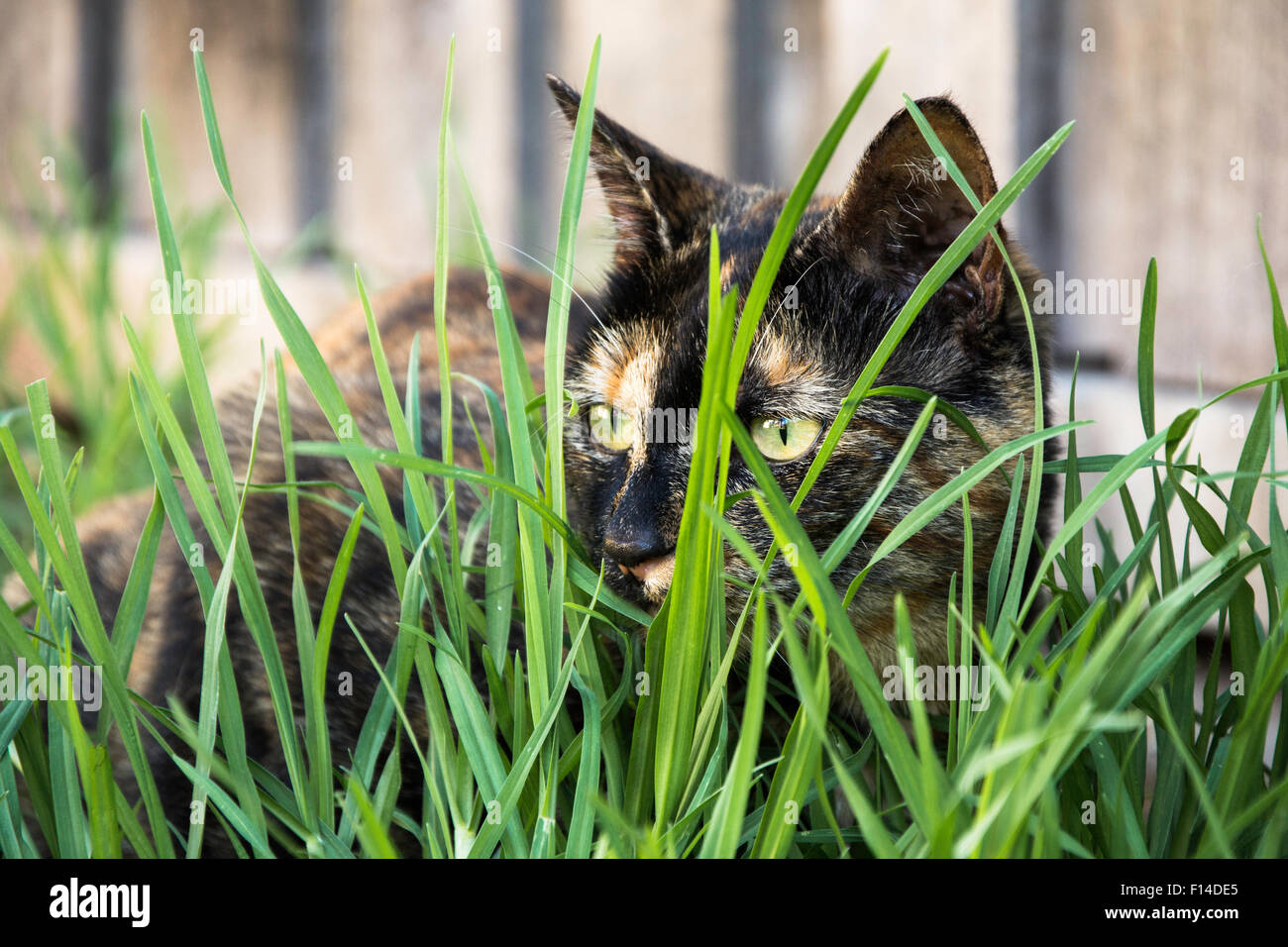 Black cat hiding in grass hi-res stock photography and images - Alamy
