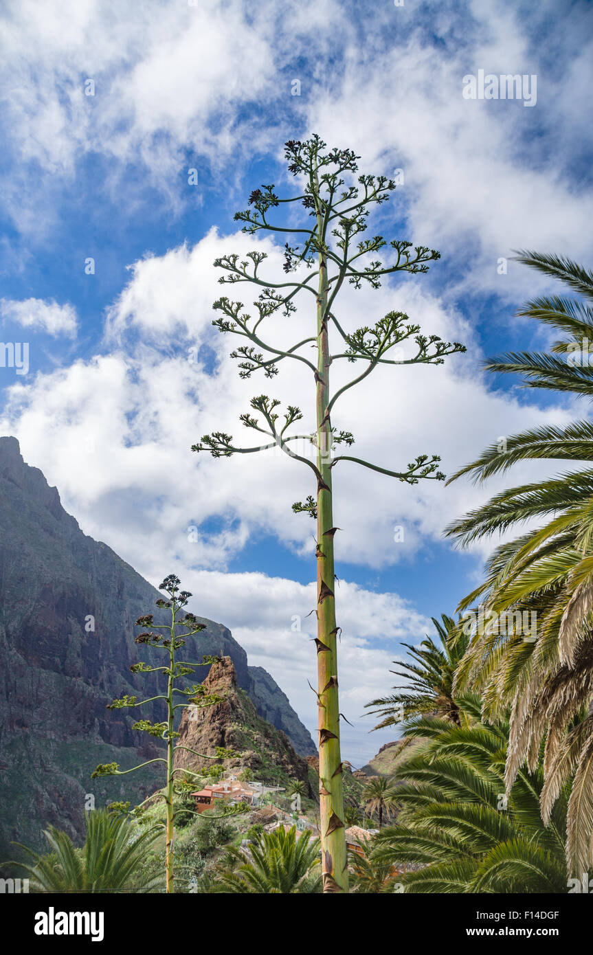 Century plant against Masca village and mountains, Tenerife, Canary islands, Spain Stock Photo