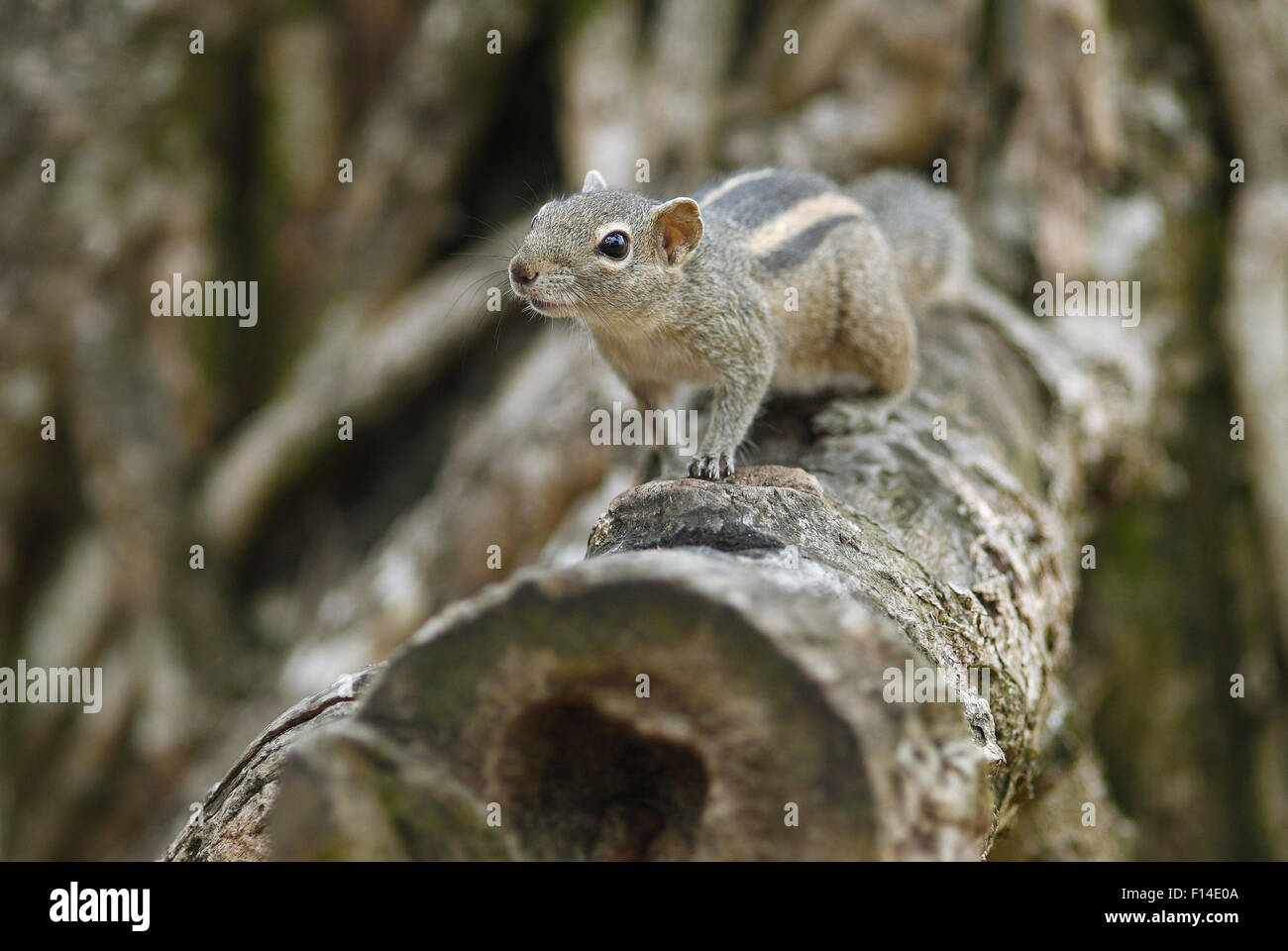 Chipmunk (Tamias), Mount Lavinia, Western Province, Ceylon, Sri Lanka Stock Photo