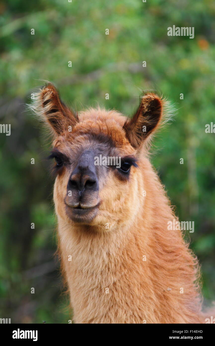 portrait of a curious llama looking towards the camera Stock Photo