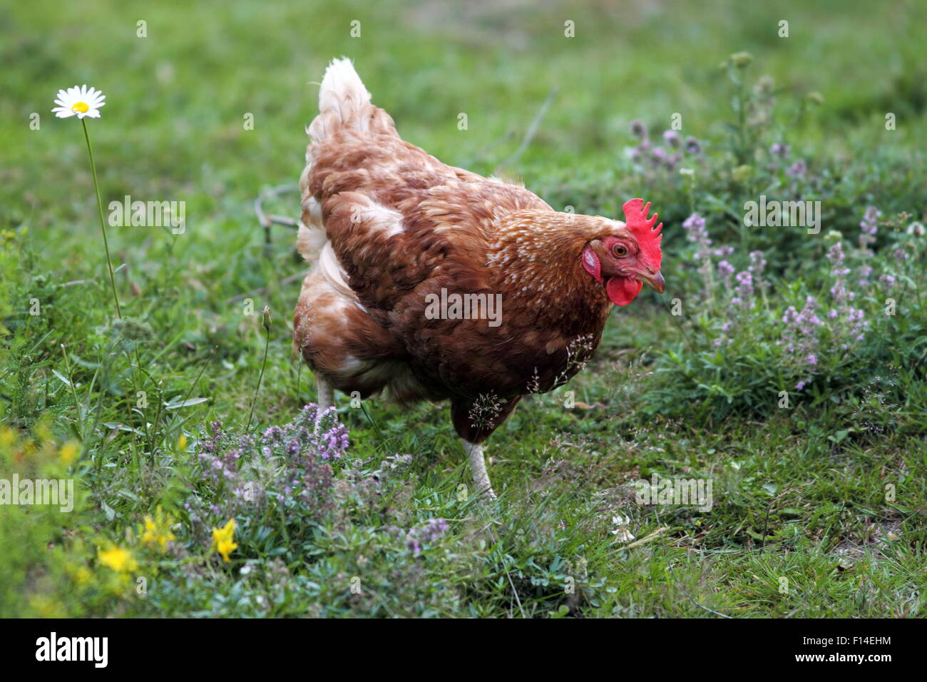 egg-laying hen on a natural meadow full of wild flowers Stock Photo