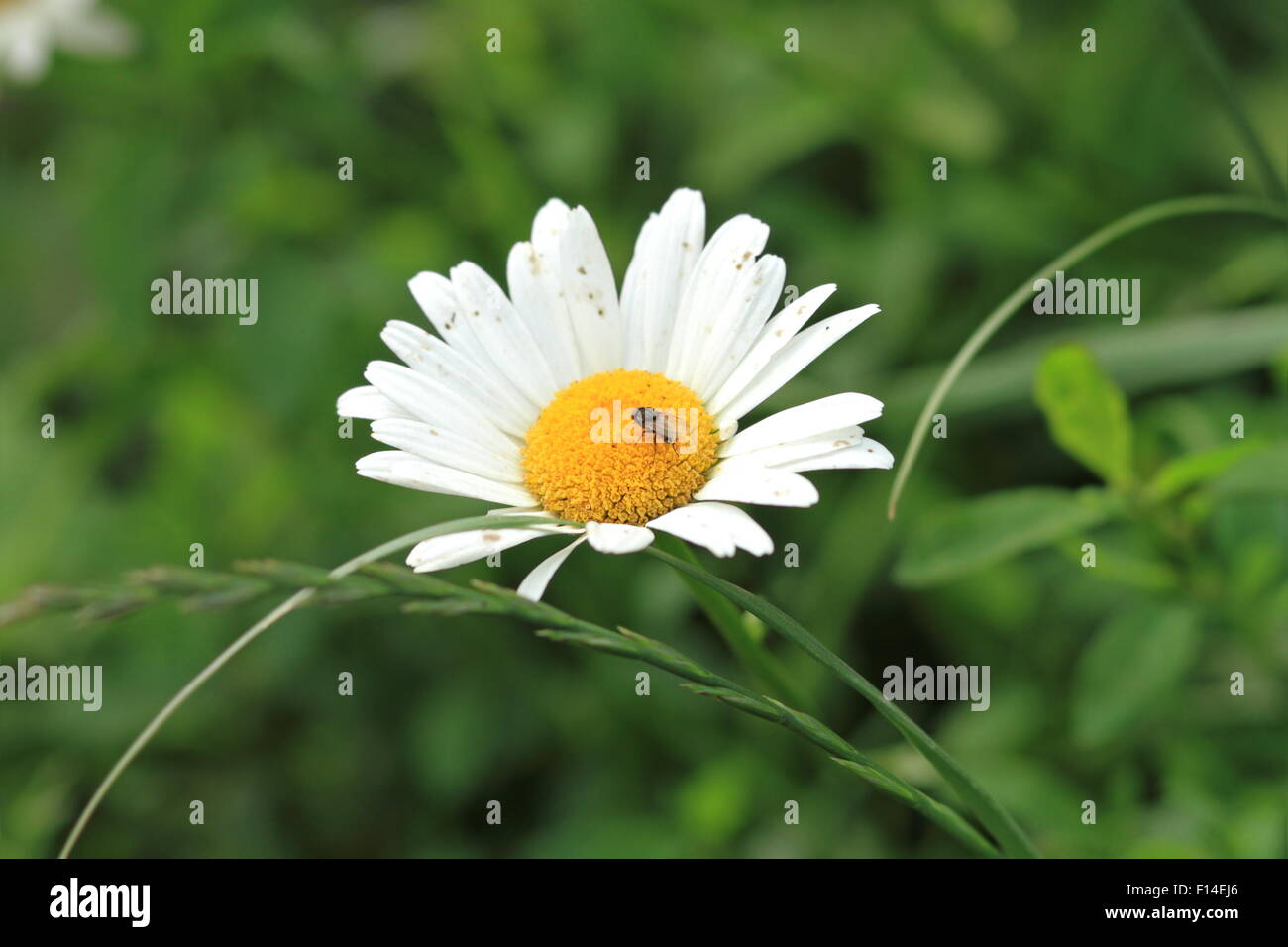 closeup of wild daisy flower with a fly on it Stock Photo