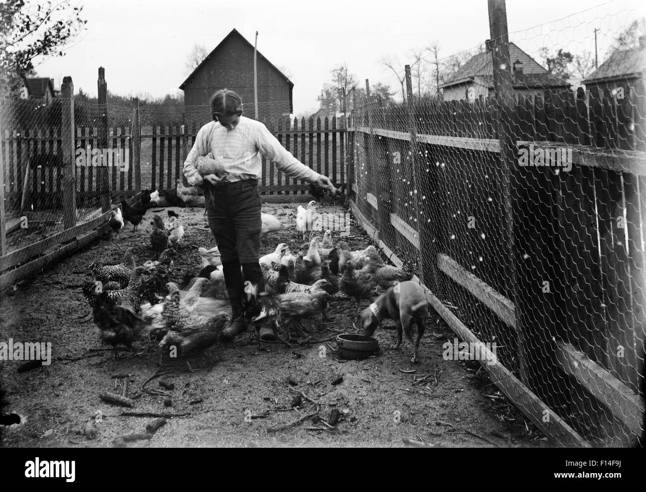 Boy feeding chickens vintage hires stock photography and images Alamy
