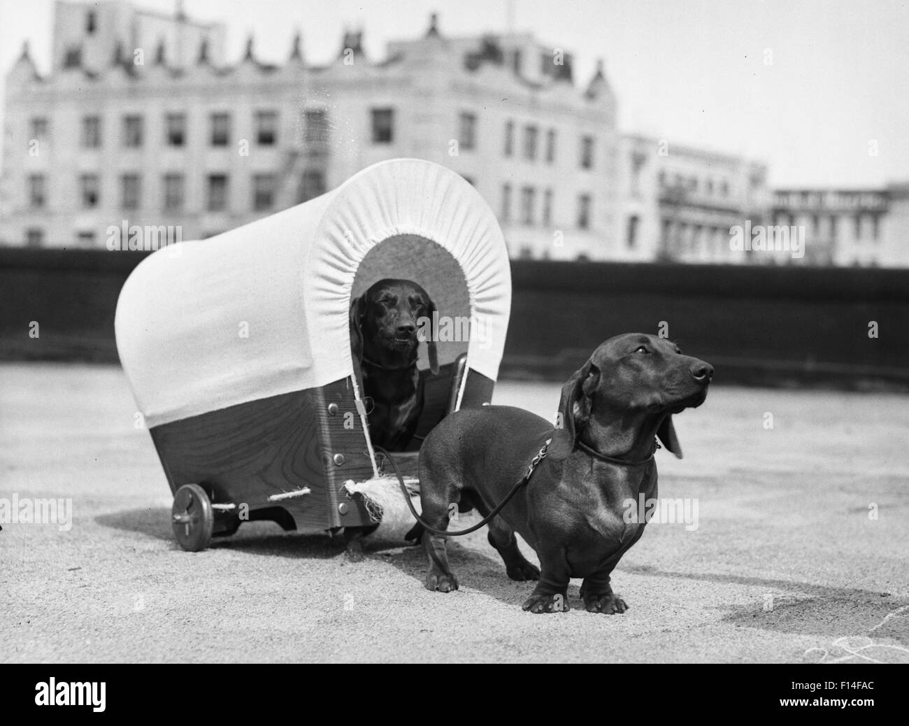 1930s TWO DACHSHUND DOGS ONE PULLING THE OTHER IN SMALL COVERED WAGON Stock Photo