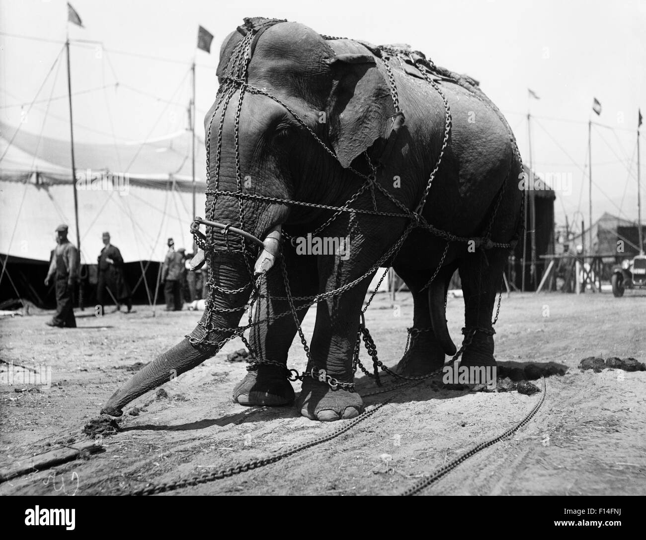 1930s CIRCUS ELEPHANT DRAPED IN CHAINS Stock Photo - Alamy
