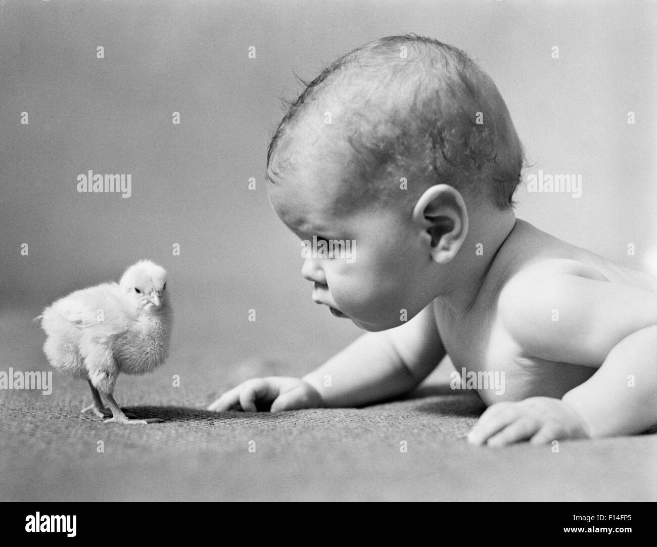 1930s HUMAN BABY FACE TO FACE WITH BABY CHICK Stock Photo