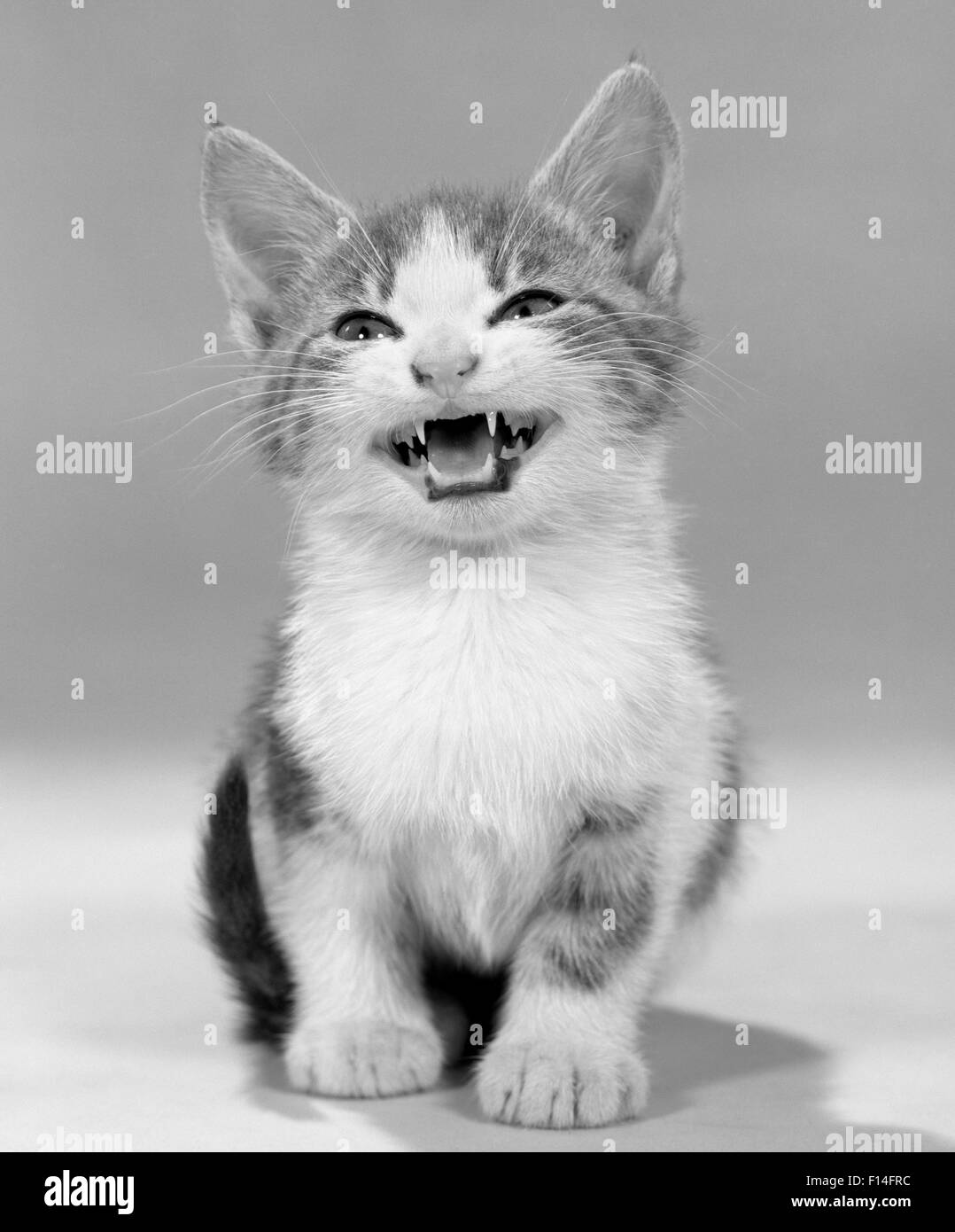 1960s MEOWING KITTEN TABBY SPOTS MOUTH OPEN HISSING LOOKING AT CAMERA Stock Photo