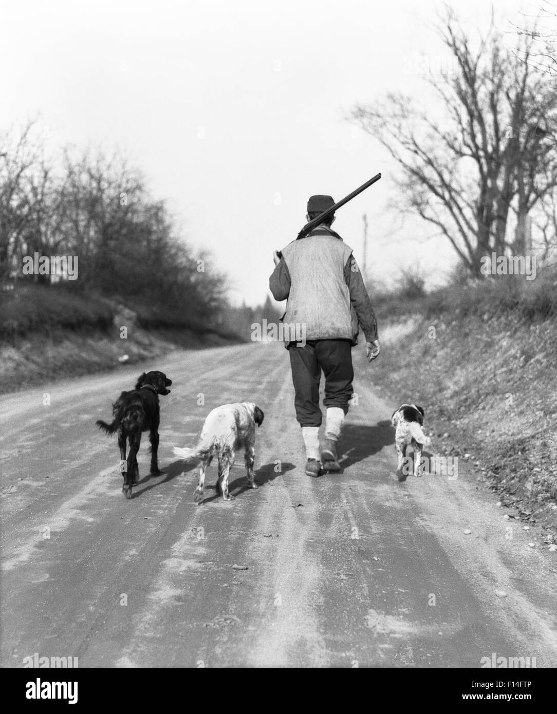1930s MAN HUNTER SHOTGUN OVER SHOULDER WALKING DOWN COUNTRY LANE WITH THREE HUNTING DOGS Stock Photo