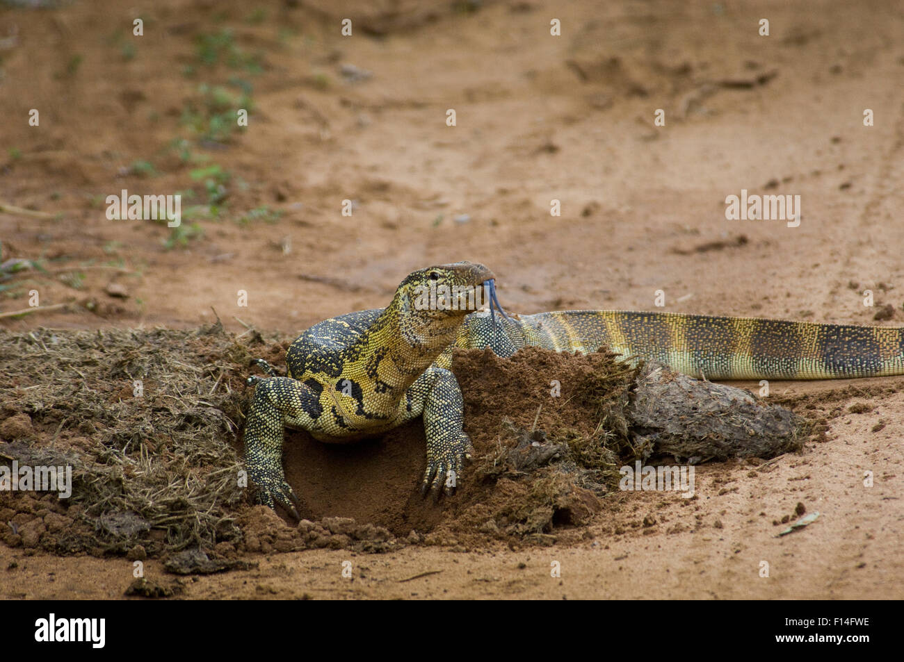 NILE MONITOR LIZARD BY HOLE IT DUG LOOKING FOR DUNG BEETLES FORKED TONGUE SHOWING Stock Photo