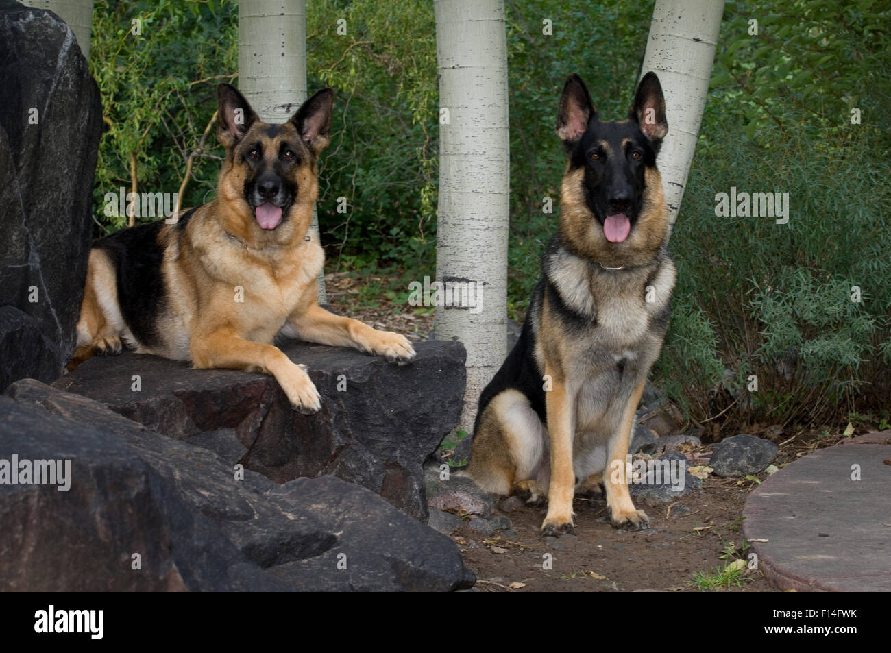 GERMAN SHEPHERD DOGS IN FRONT OF ASPENS Stock Photo