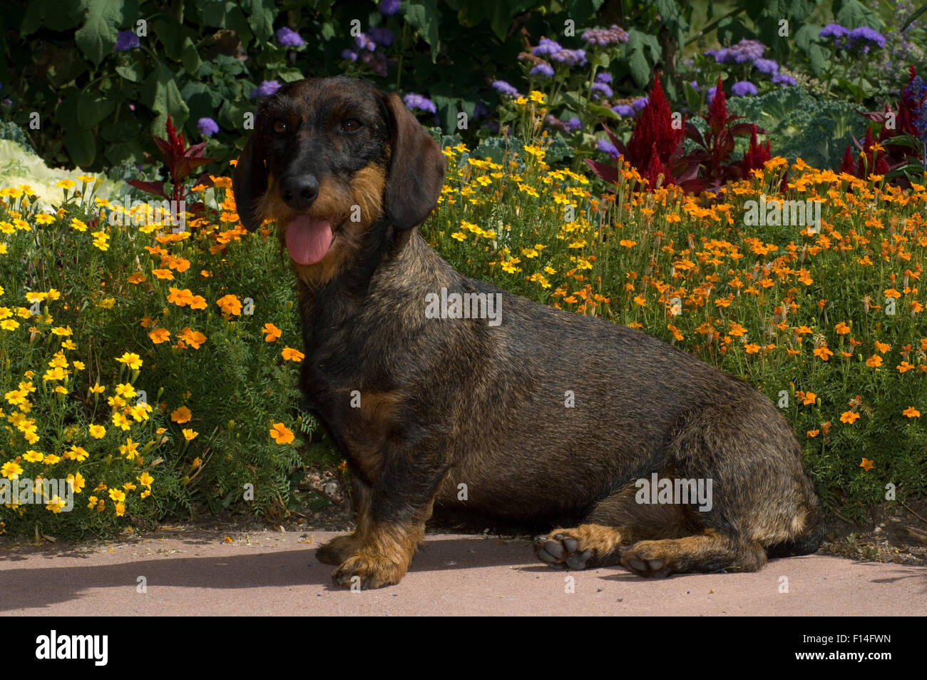 WIRE-HAIRED DACHSHUND SITTING IN FRONT OF FLOWERS Stock Photo