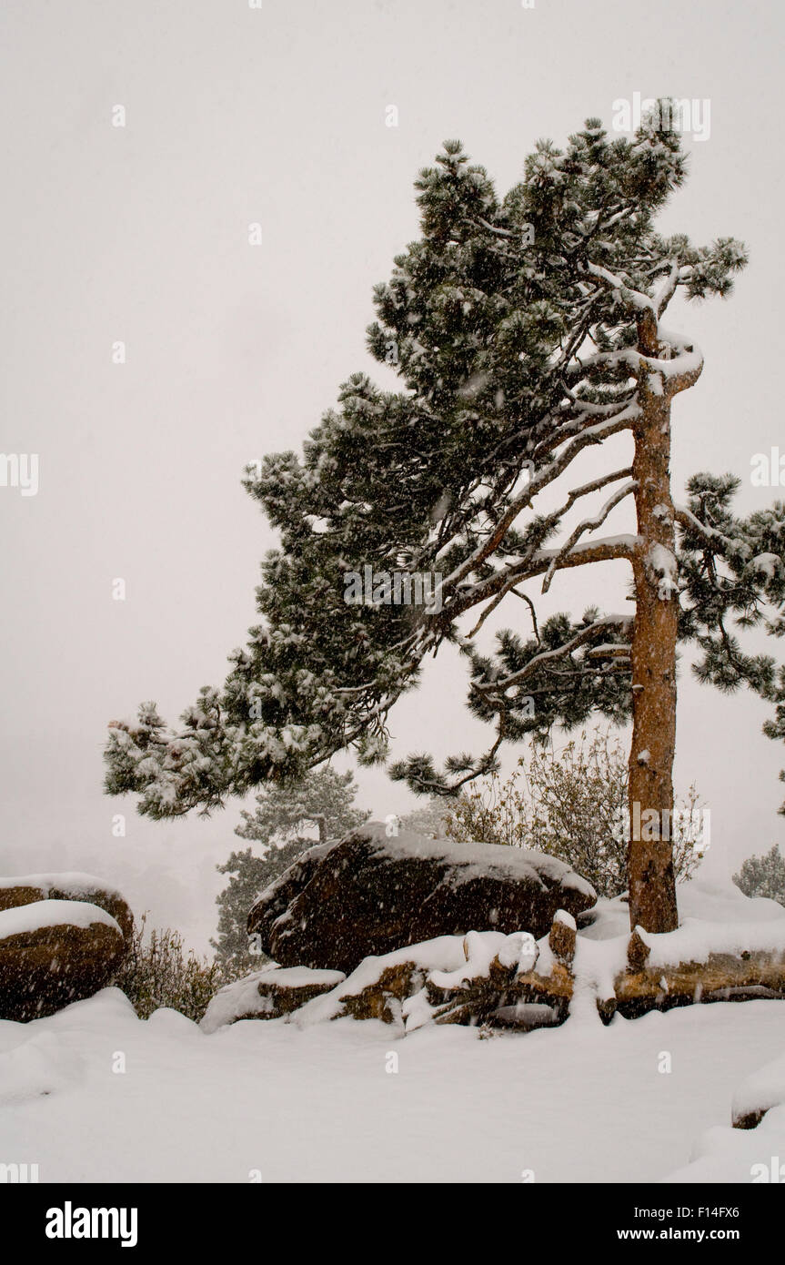 WINTER SCENIC WITH PINE TREE AND SNOW Stock Photo