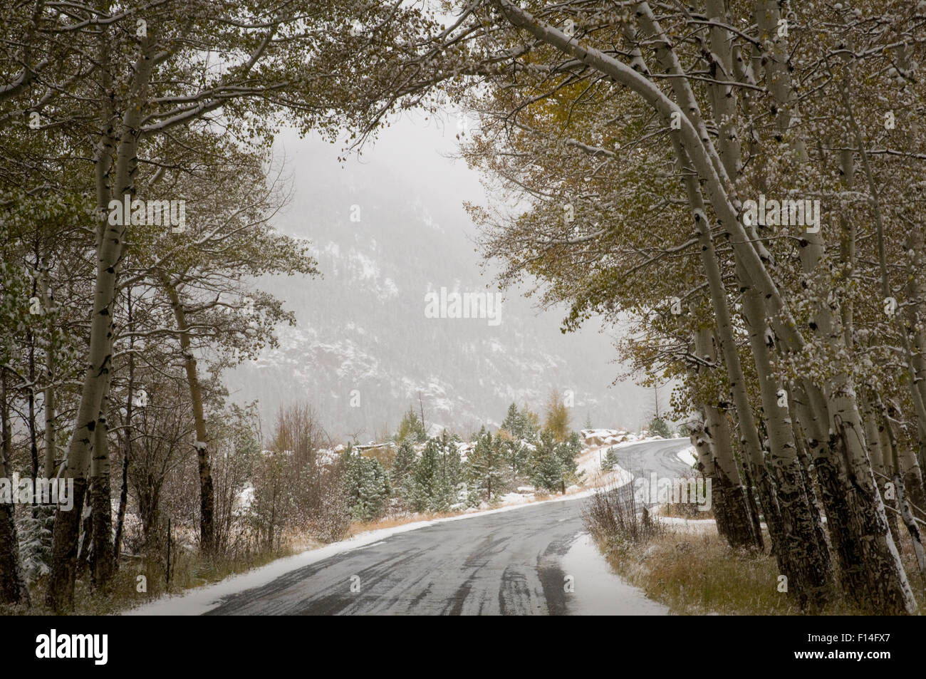 SNOW FALLING ON WET COUNTRY MOUNTAIN ROAD Stock Photo