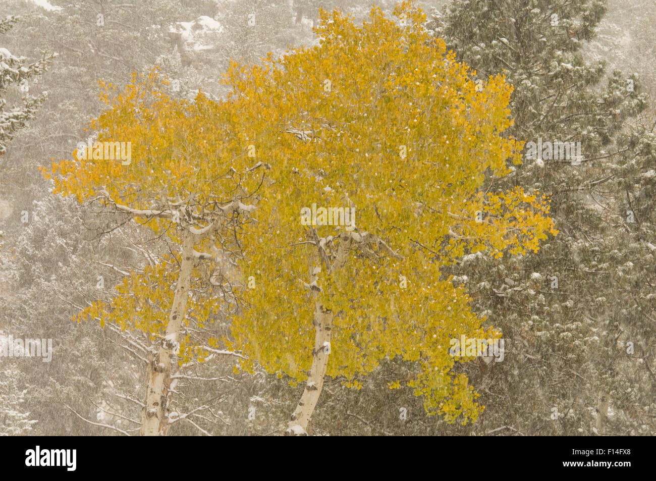 ASPEN TREES IN YELLOW AUTUMN COLOR DURING SNOW FALL Stock Photo